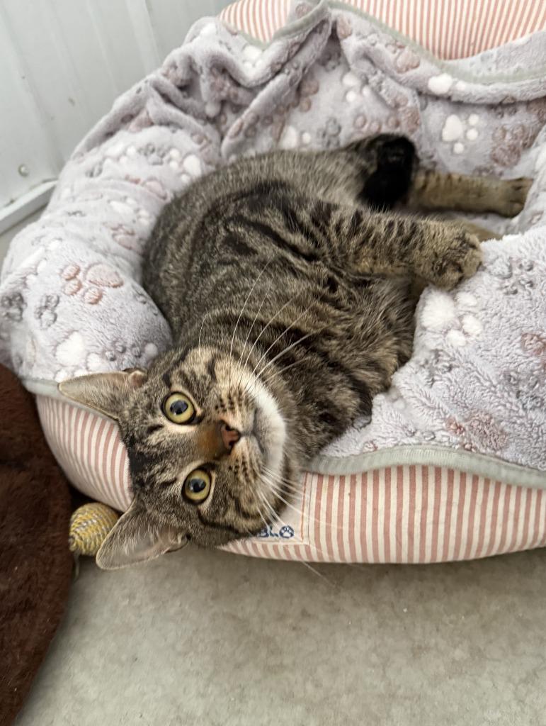 Marty, Adoptable, Young Male Domestic Short Hair.