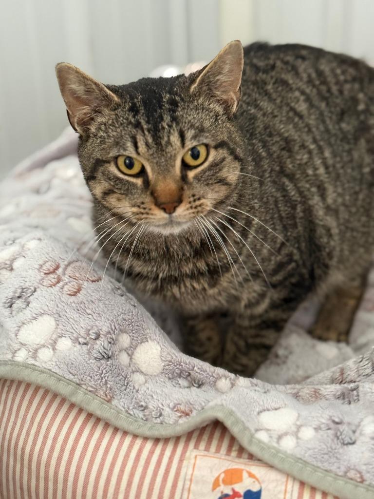 Enlarge Marty, a Adoptable mixed breed in Hartford City, IN image 2/5