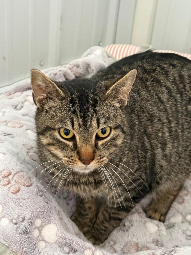 Enlarge Marty, a Adoptable mixed breed in Hartford City, IN image 4/5