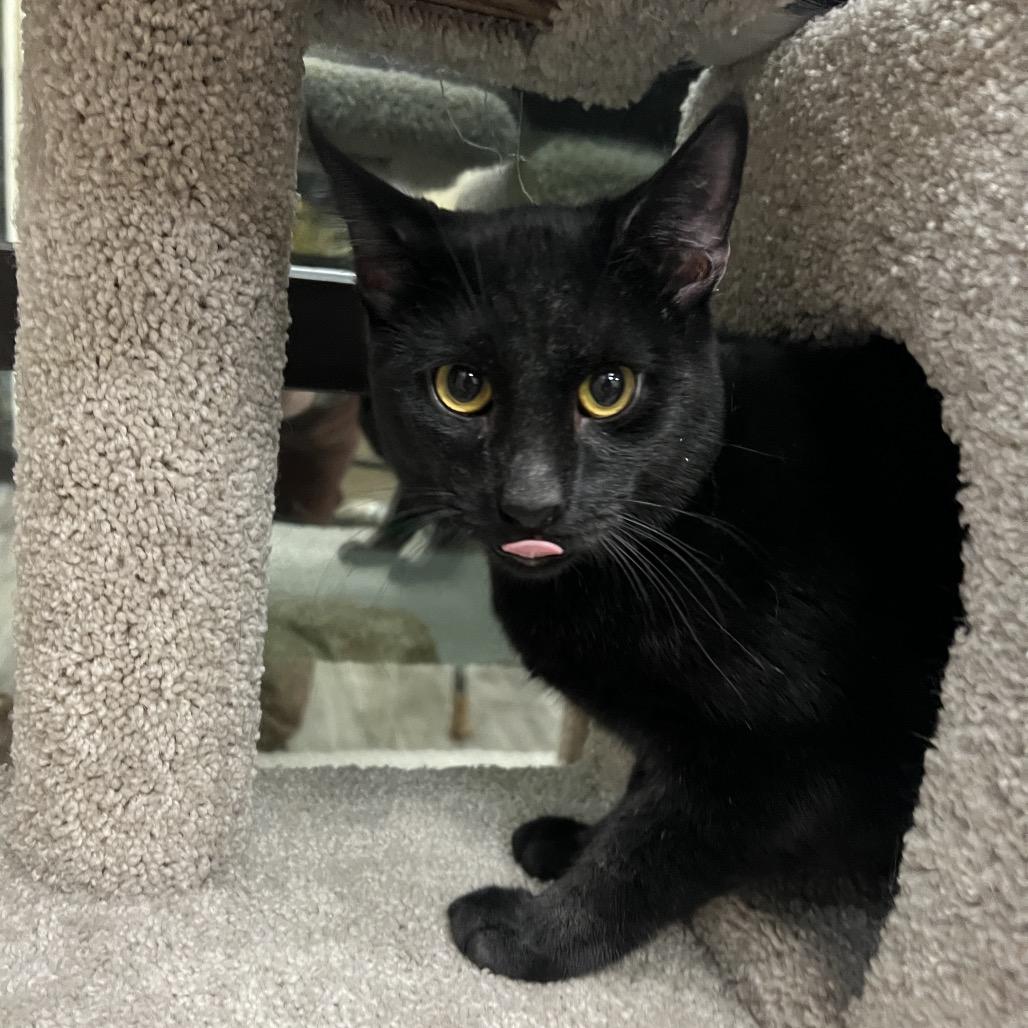 Enlarge Edison, a Adoptable Domestic Short Hair in Lexington, KY image 1/1