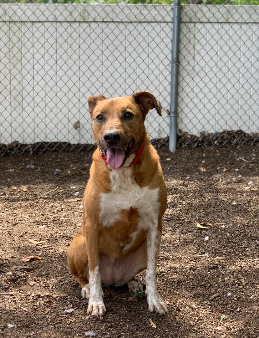 Enlarge Myla, an adopted mixed breed in Teterboro, NJ image 4/5