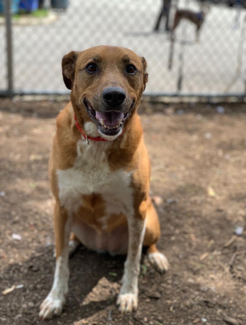Enlarge Myla, an adopted mixed breed in Teterboro, NJ image 2/5
