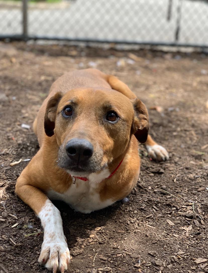 Myla, adopted, Senior Female Australian Cattle Dog / Blue Heeler.