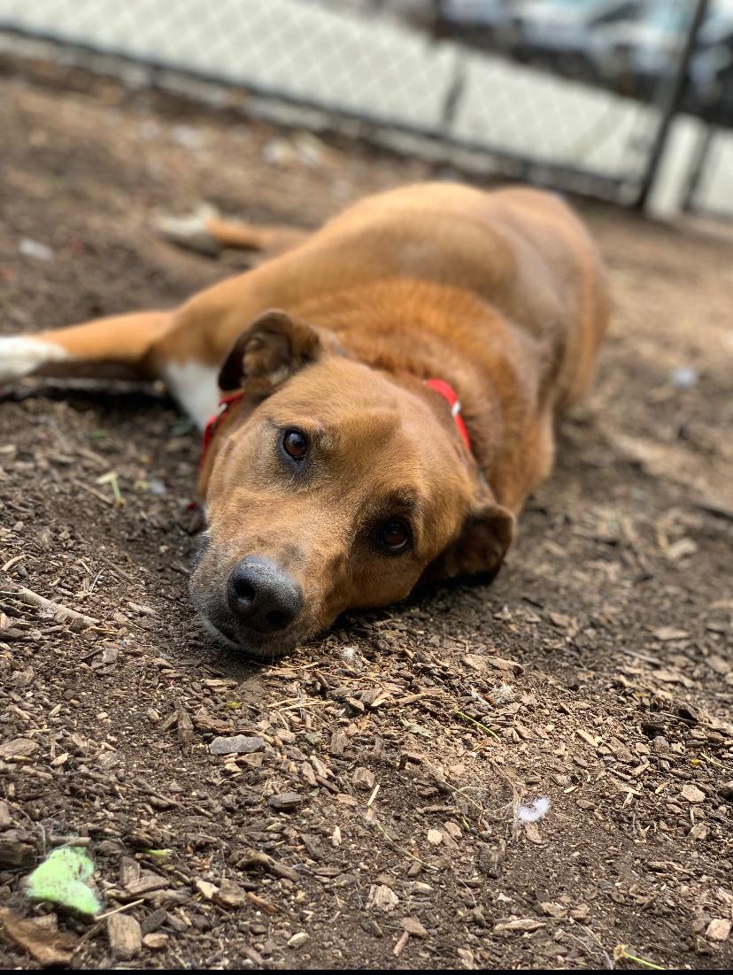 Enlarge Myla, an adopted mixed breed in Teterboro, NJ image 3/5
