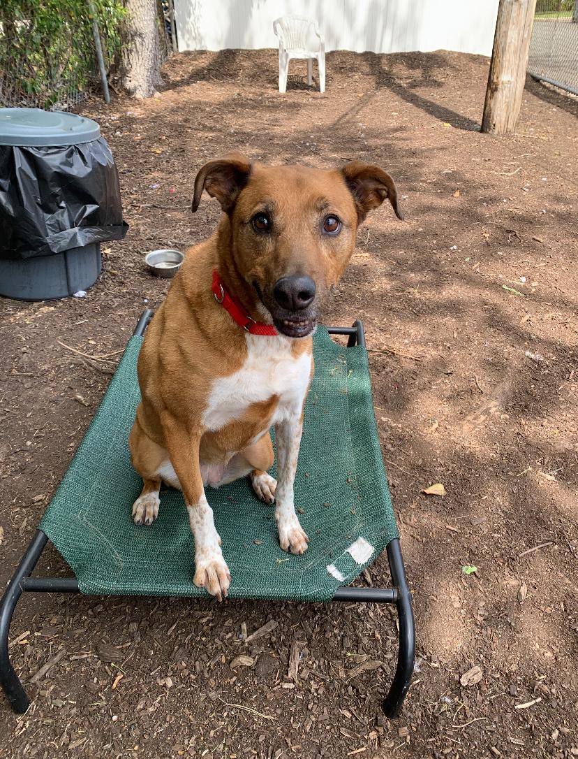 Enlarge Myla, an adopted mixed breed in Teterboro, NJ image 5/5