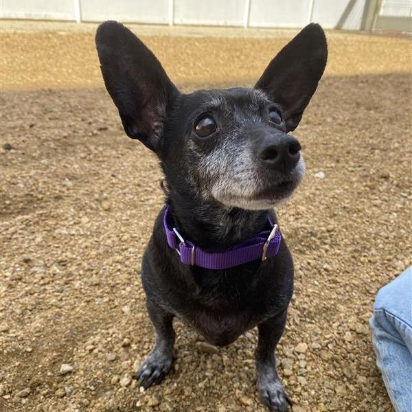 Gladys, Adoptable, Senior Female Mixed Breed.