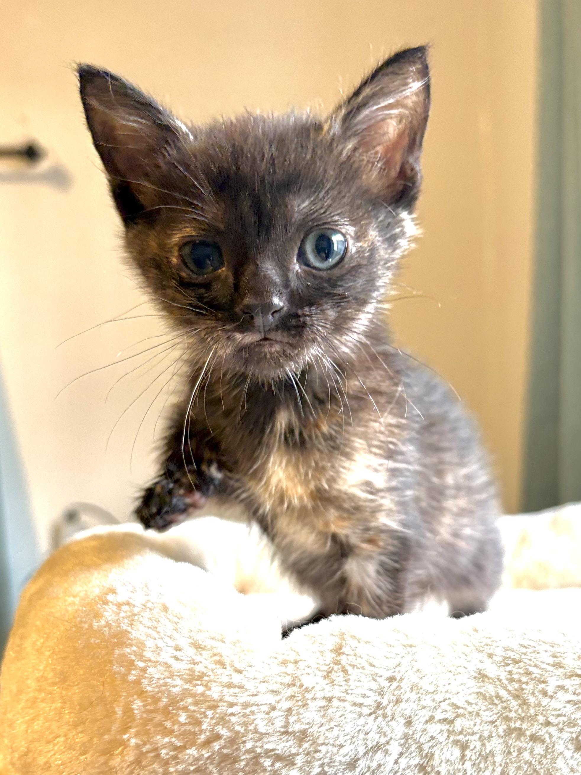 Nebula, ADOPTABLE, Kitten Female Domestic Short Hair.