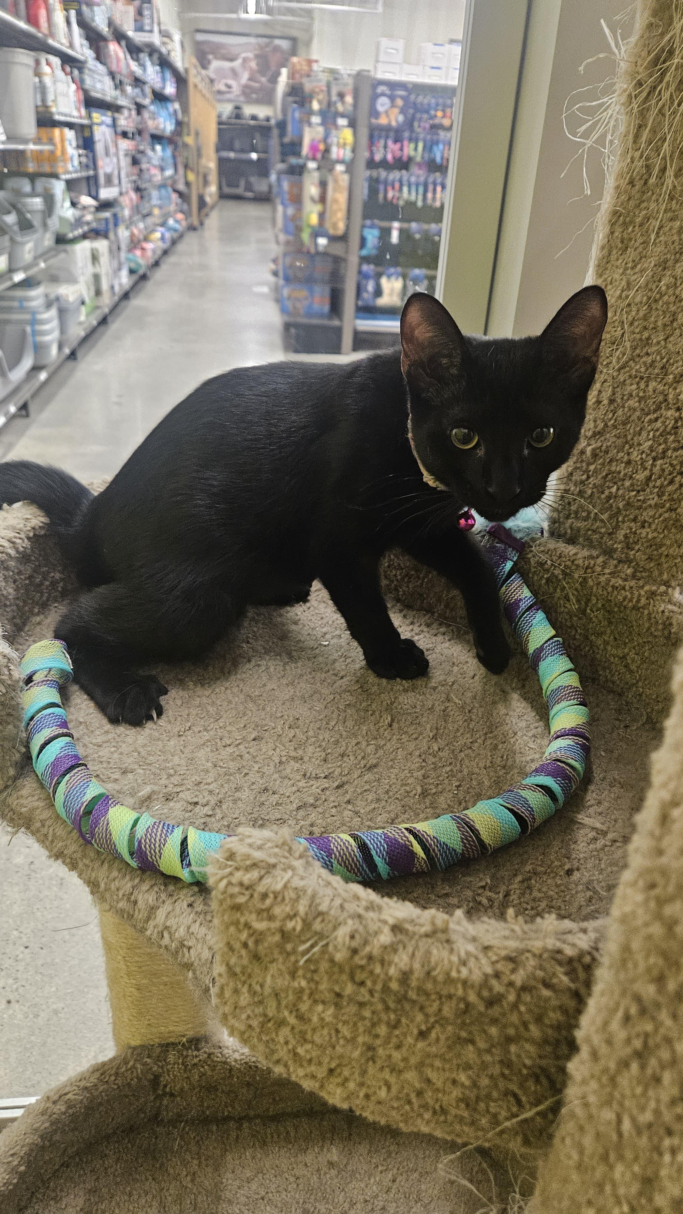 Eva, an adopted Domestic Short Hair in Fountain Valley, CA image 3/3