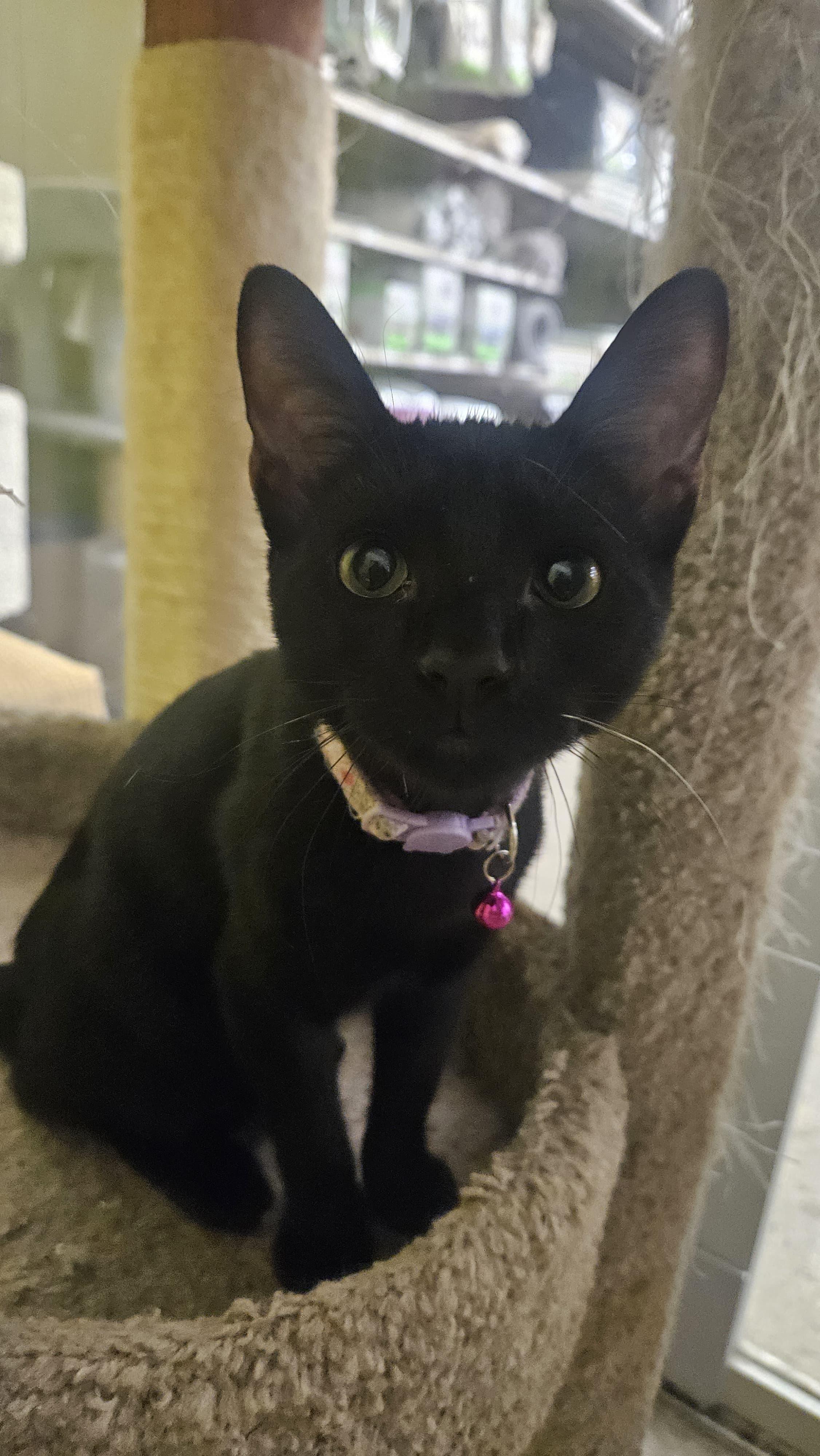 Eva, an adopted Domestic Short Hair in Fountain Valley, CA image 1/3