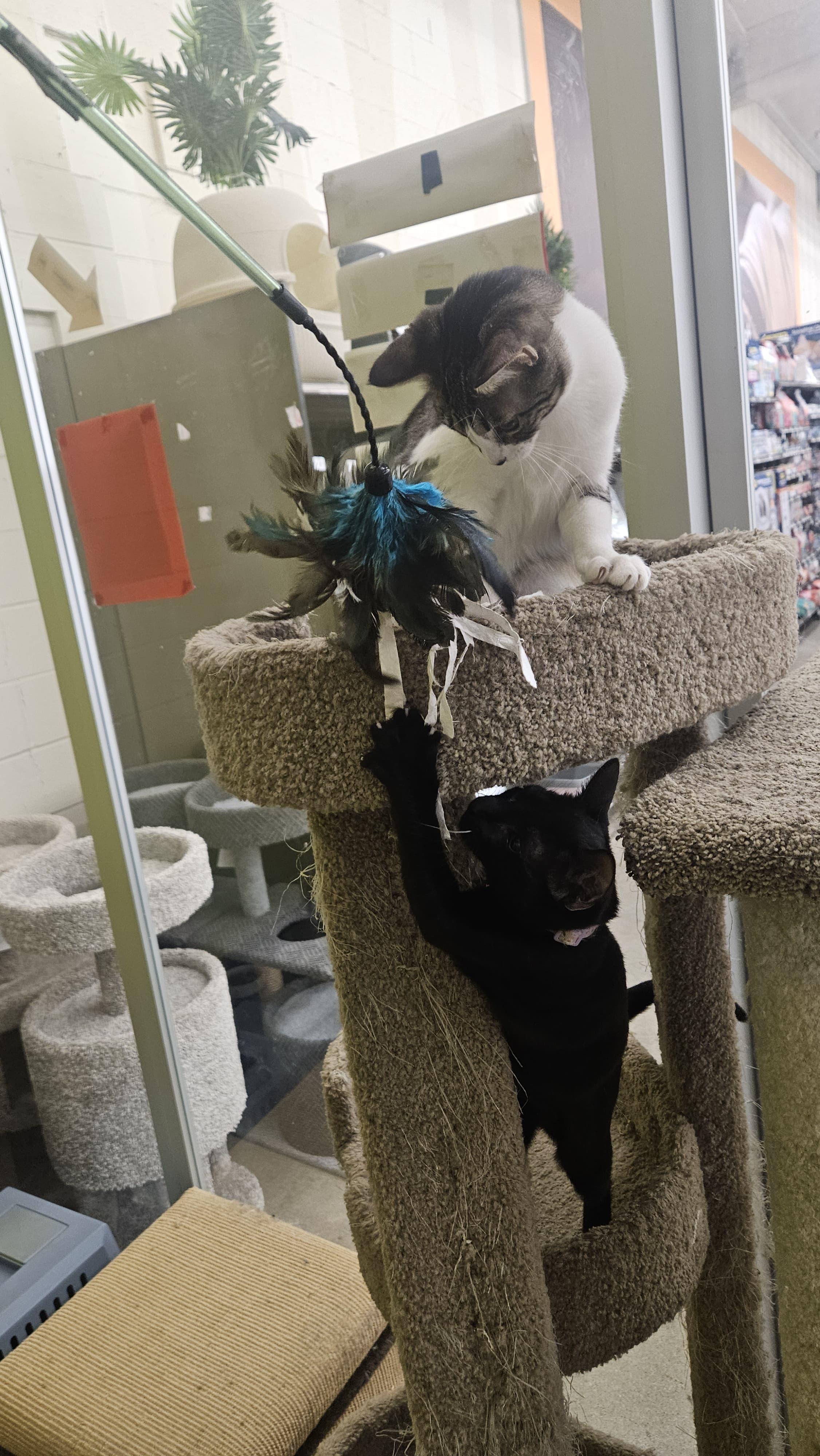 Eva, an adopted Domestic Short Hair in Fountain Valley, CA image 2/3