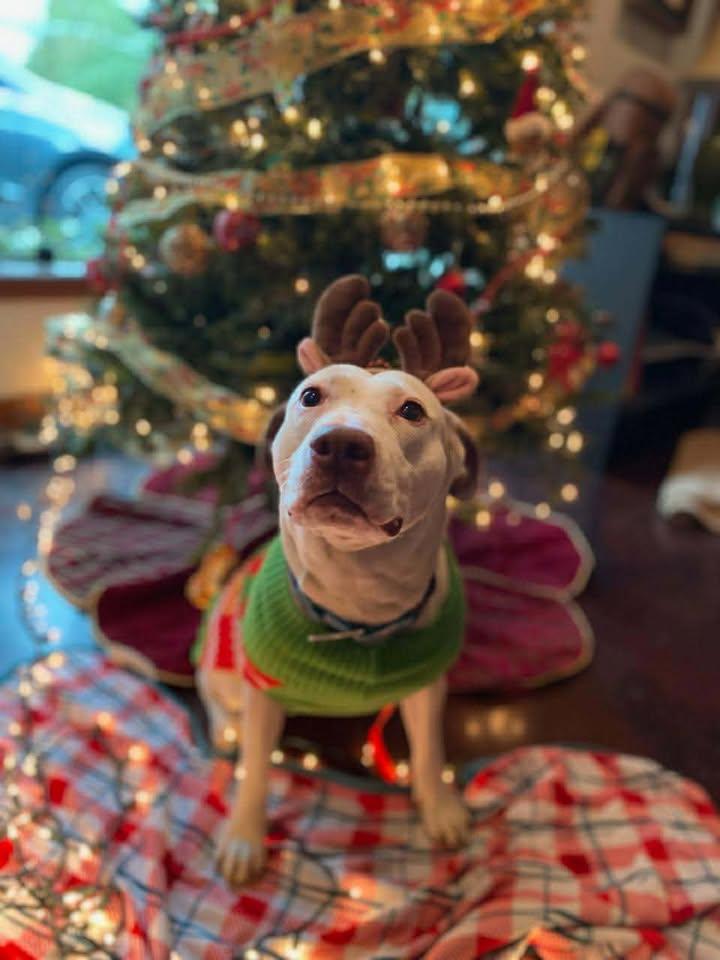 Enlarge Janice Joplin, a Adoptable mixed breed in boise, ID image 2/2