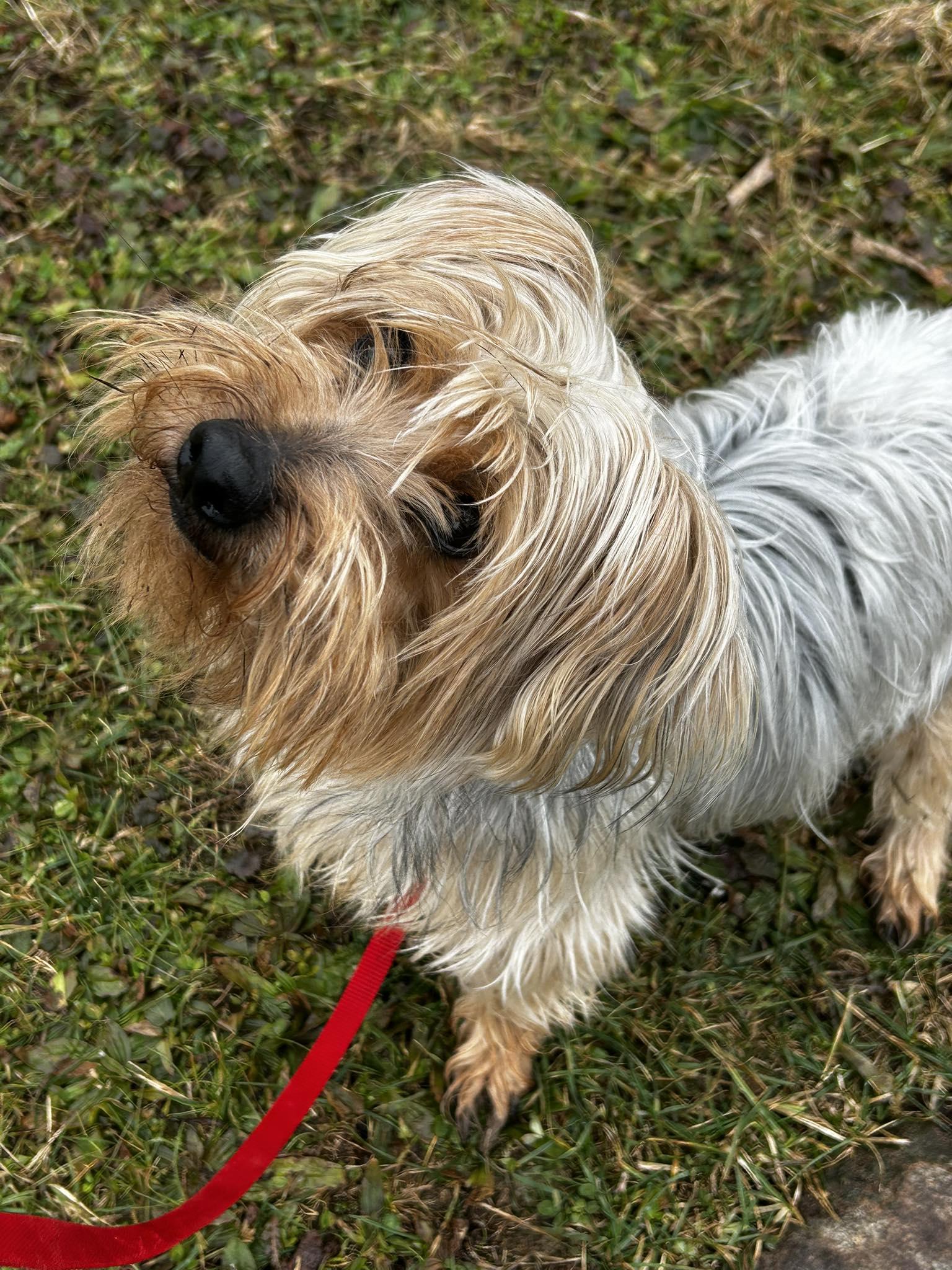 Enlarge Megalodon, a ADOPTABLE mixed breed in Brunswick, OH image 3/6