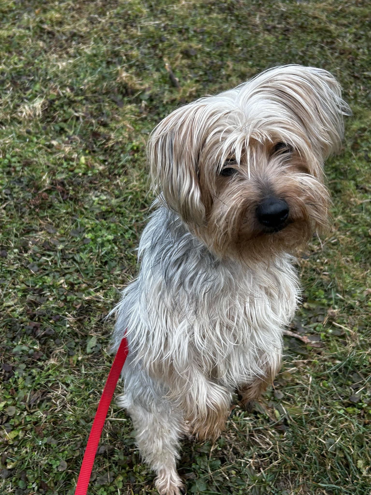 Enlarge Megalodon, a ADOPTABLE mixed breed in Brunswick, OH image 6/6