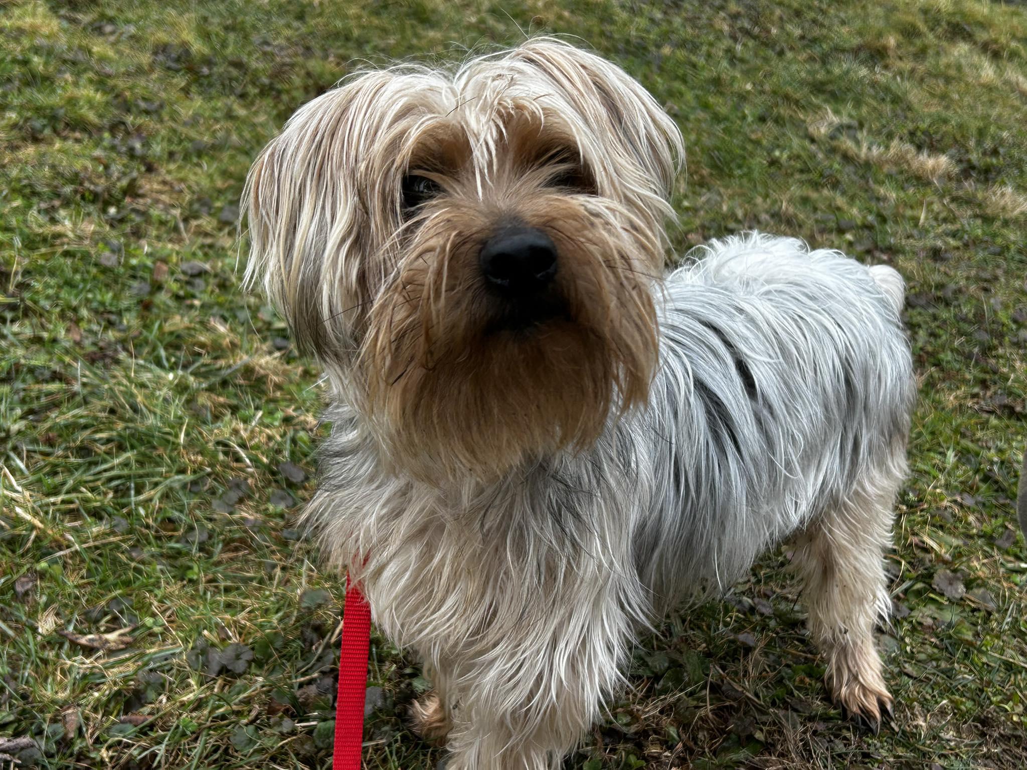 Megalodon, ADOPTABLE, Young Male Yorkshire Terrier.