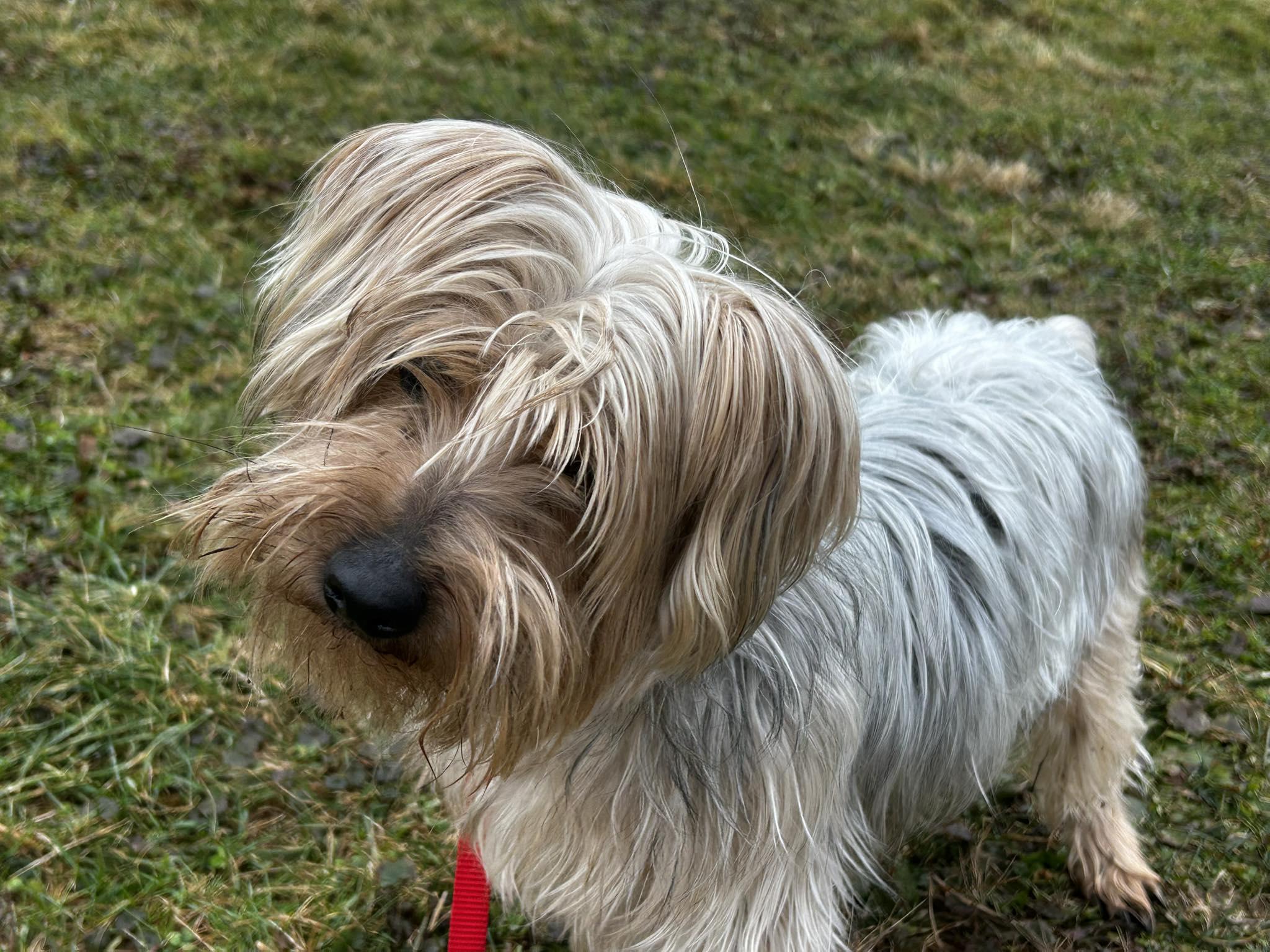 Enlarge Megalodon, a ADOPTABLE mixed breed in Brunswick, OH image 4/6