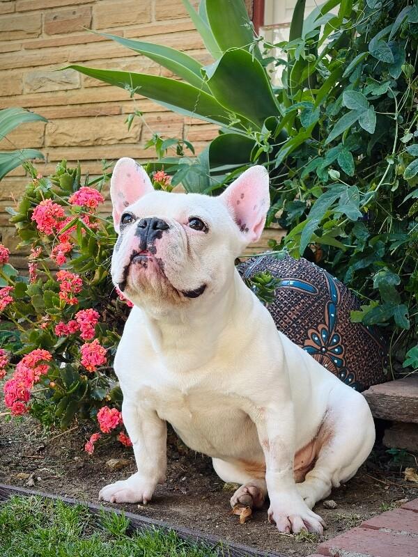 Enlarge Ozzy, a Adoptable French Bulldog in Valley Village, CA image 2/3