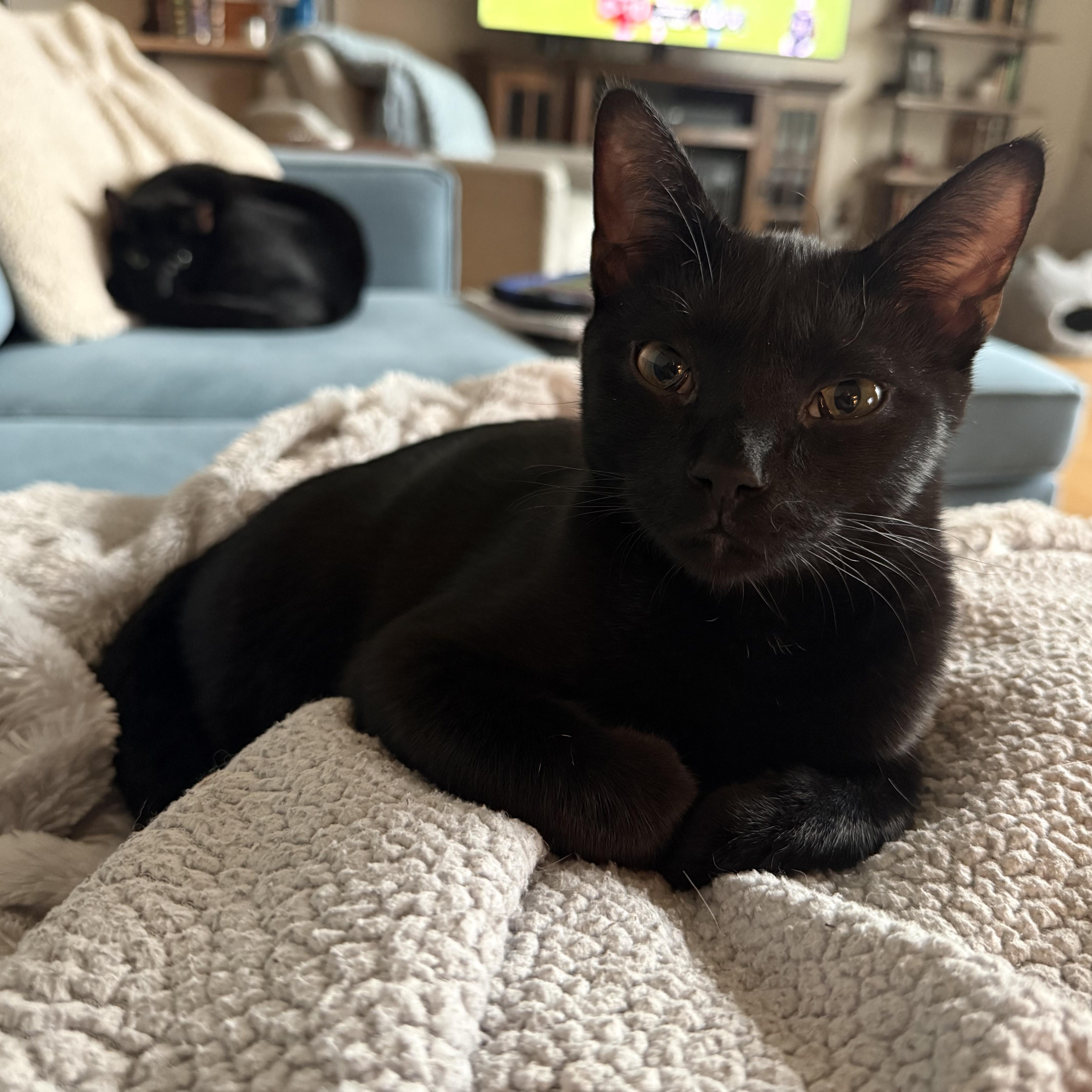 Enlarge Skittles, a Adoptable American Shorthair in Hickory, NC image 5/5