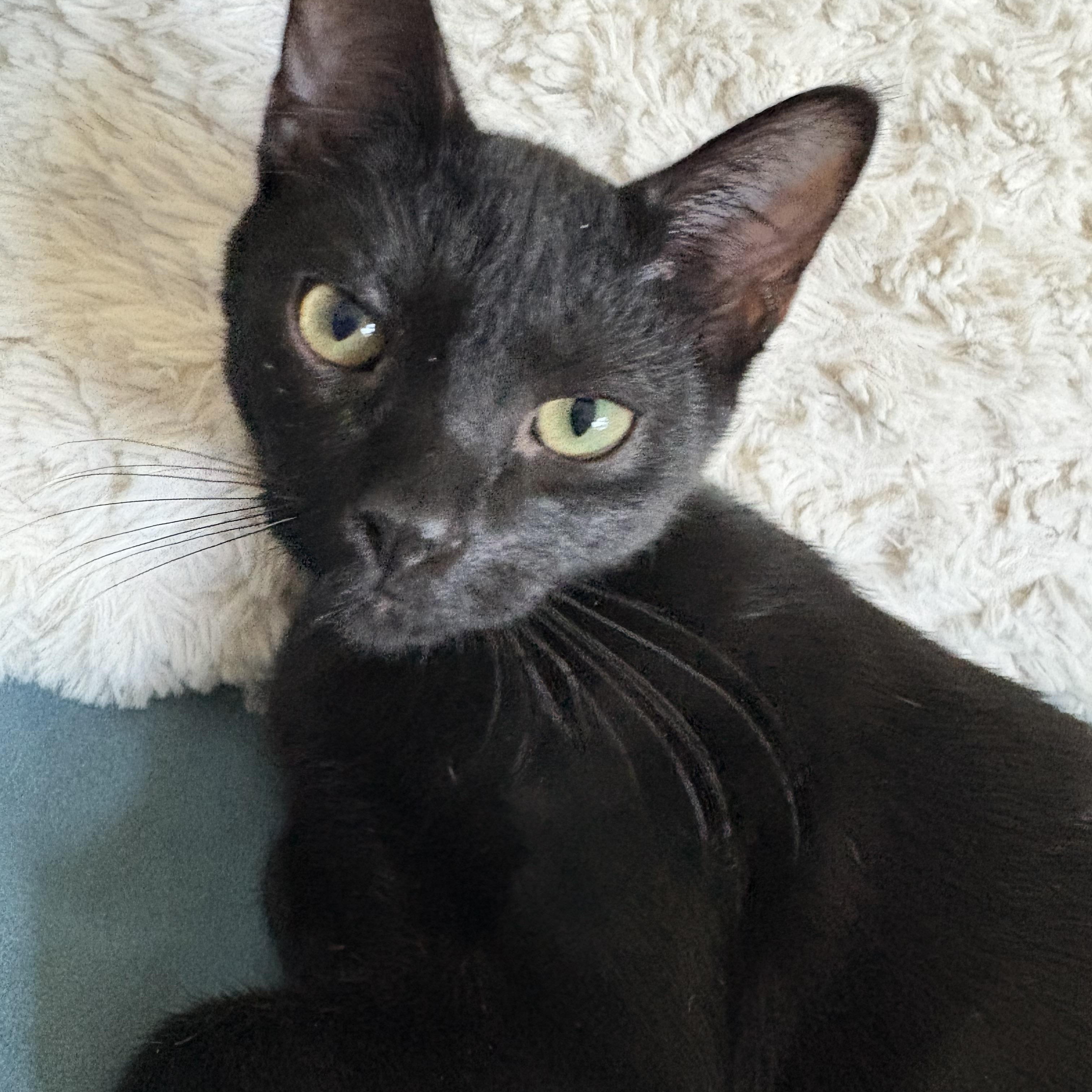 Enlarge Skittles, a Adoptable American Shorthair in Hickory, NC image 2/5