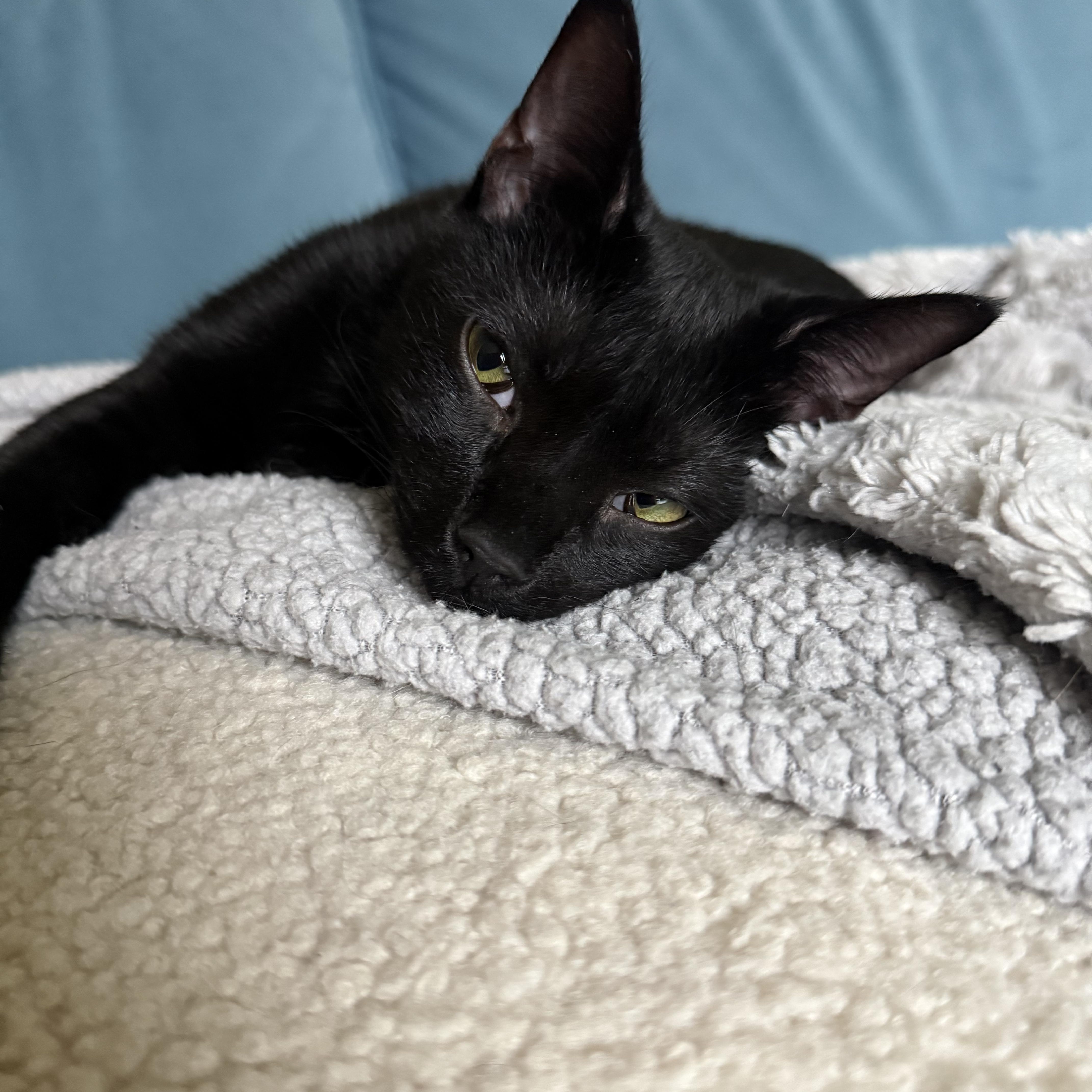 Enlarge Skittles, a Adoptable American Shorthair in Hickory, NC image 3/5