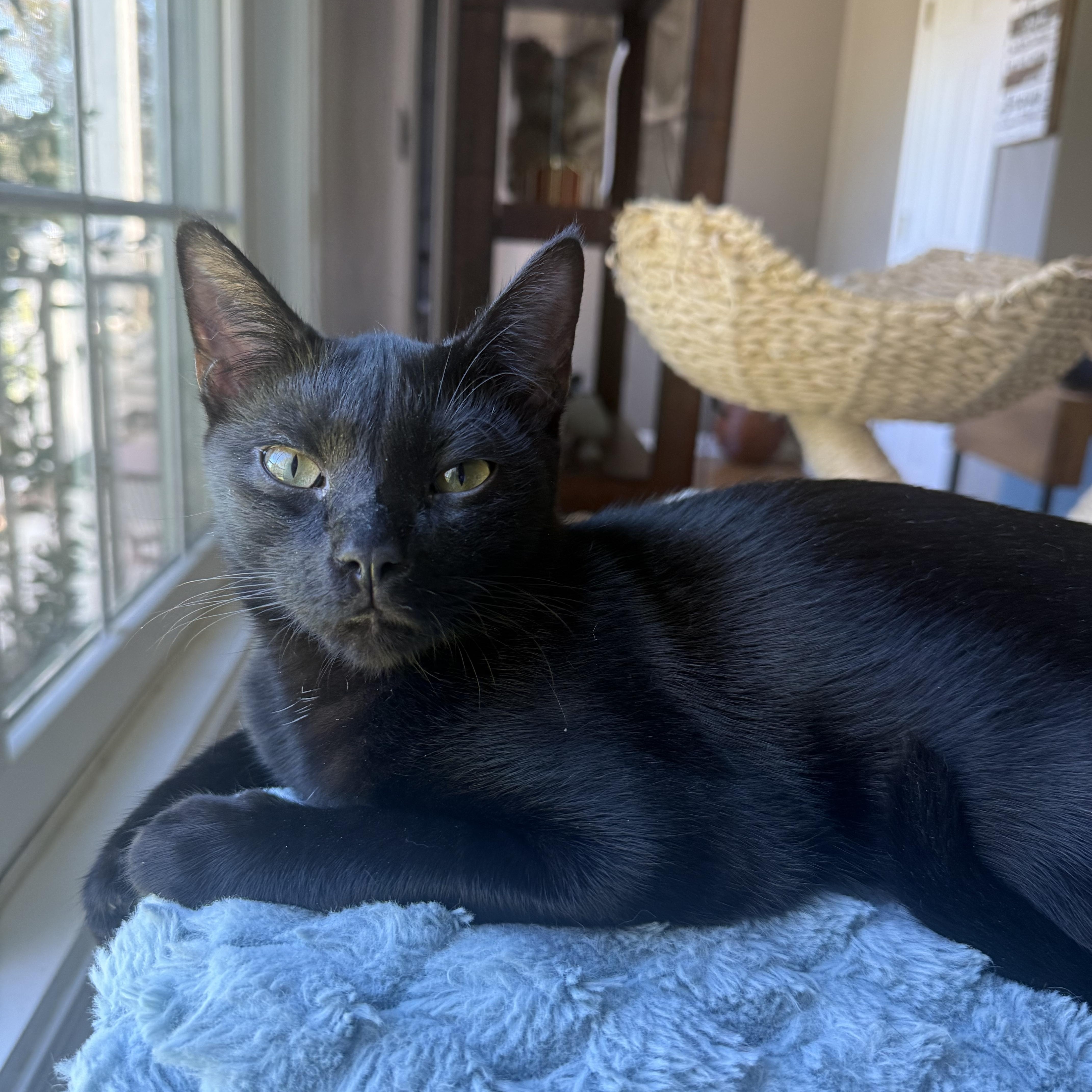 Skittles, Adoptable, Kitten Male American Shorthair.