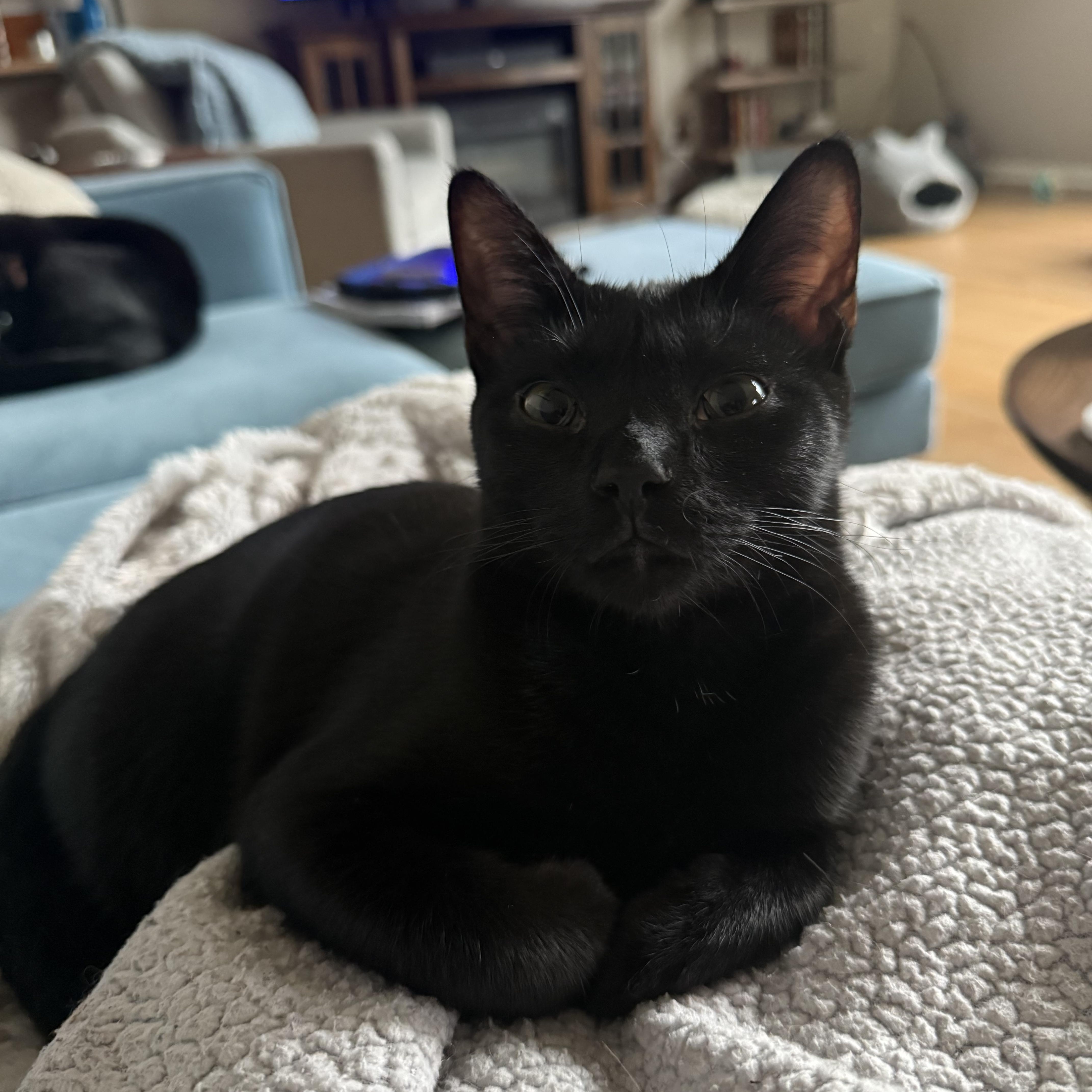 Enlarge Skittles, a Adoptable American Shorthair in Hickory, NC image 4/5