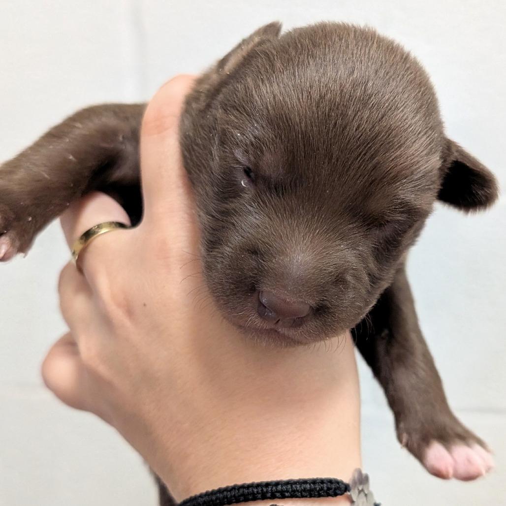 Enlarge L pup 3, a Adoptable mixed breed in Buchanan Dam, TX image 1/3