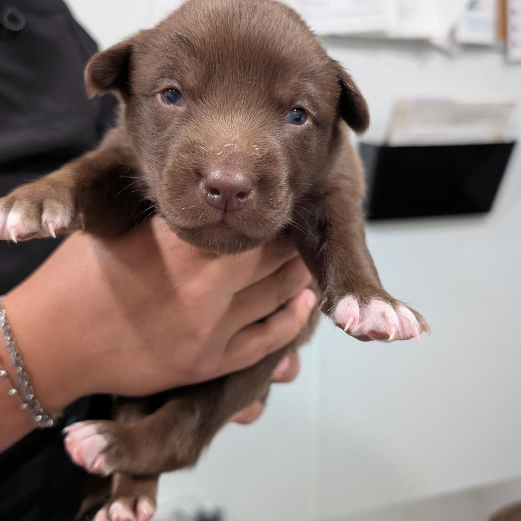 Enlarge L pup 3, a Adoptable mixed breed in Buchanan Dam, TX image 2/3