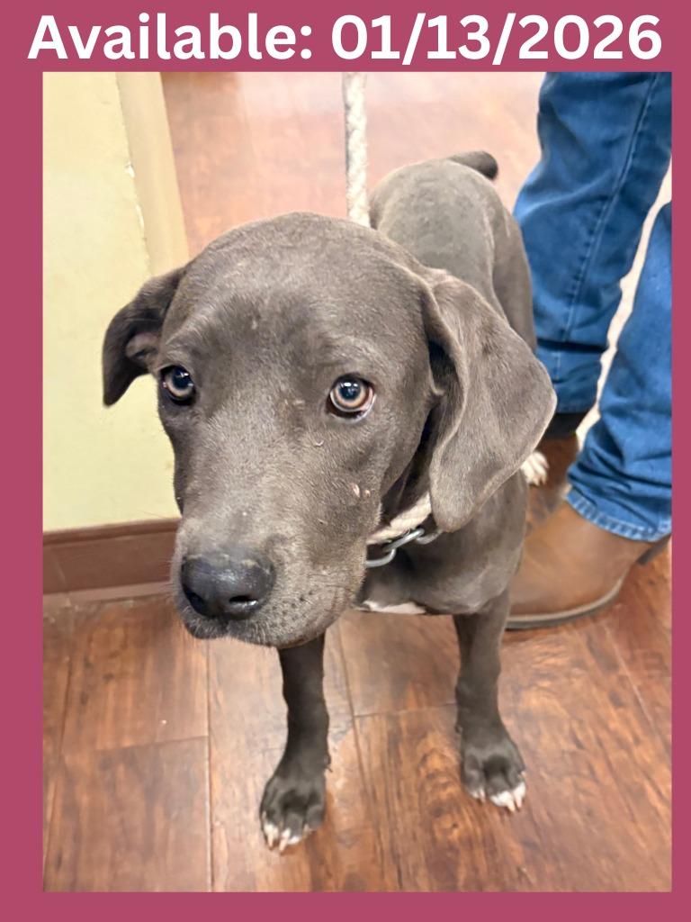 Dog Kennel #11, Adoptable, Puppy Female Pit Bull Terrier & Mixed Breed.