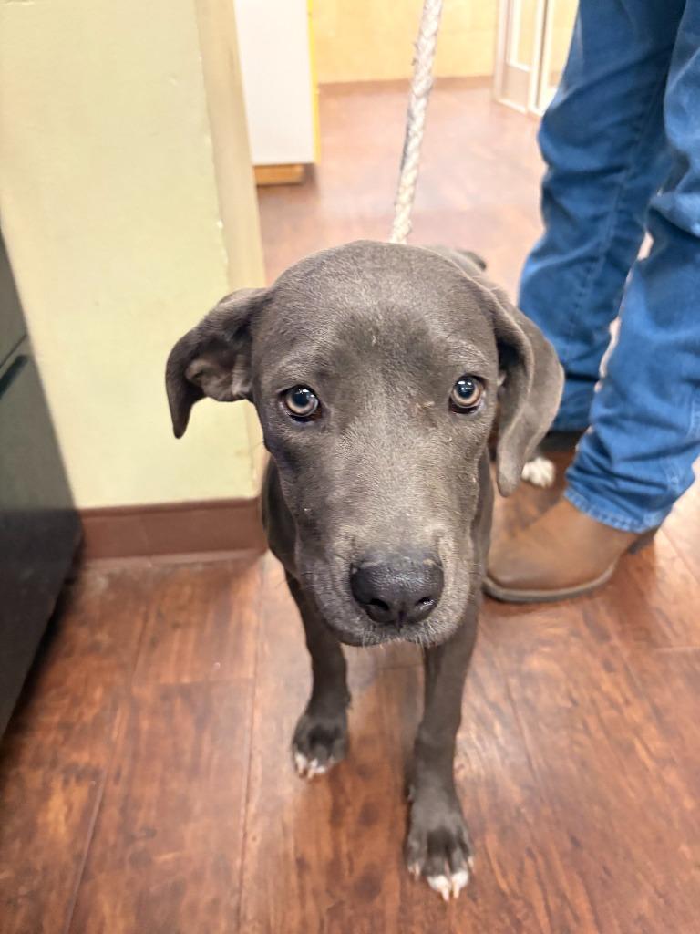 Enlarge Dog Kennel #11, a Adoptable mixed breed in Greenville, TX image 2/2