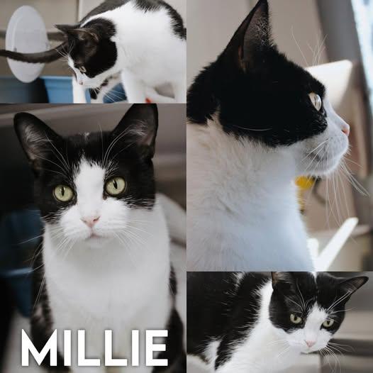 Millie, Adoptable, Young Female Domestic Short Hair.