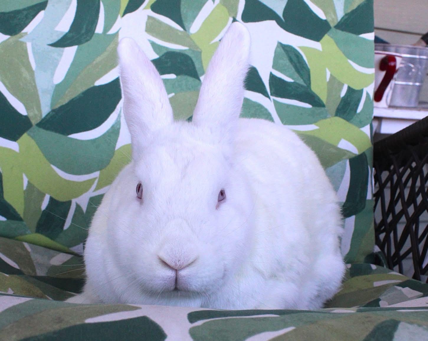 Crystal, Adoptable, Adult Female New Zealand.