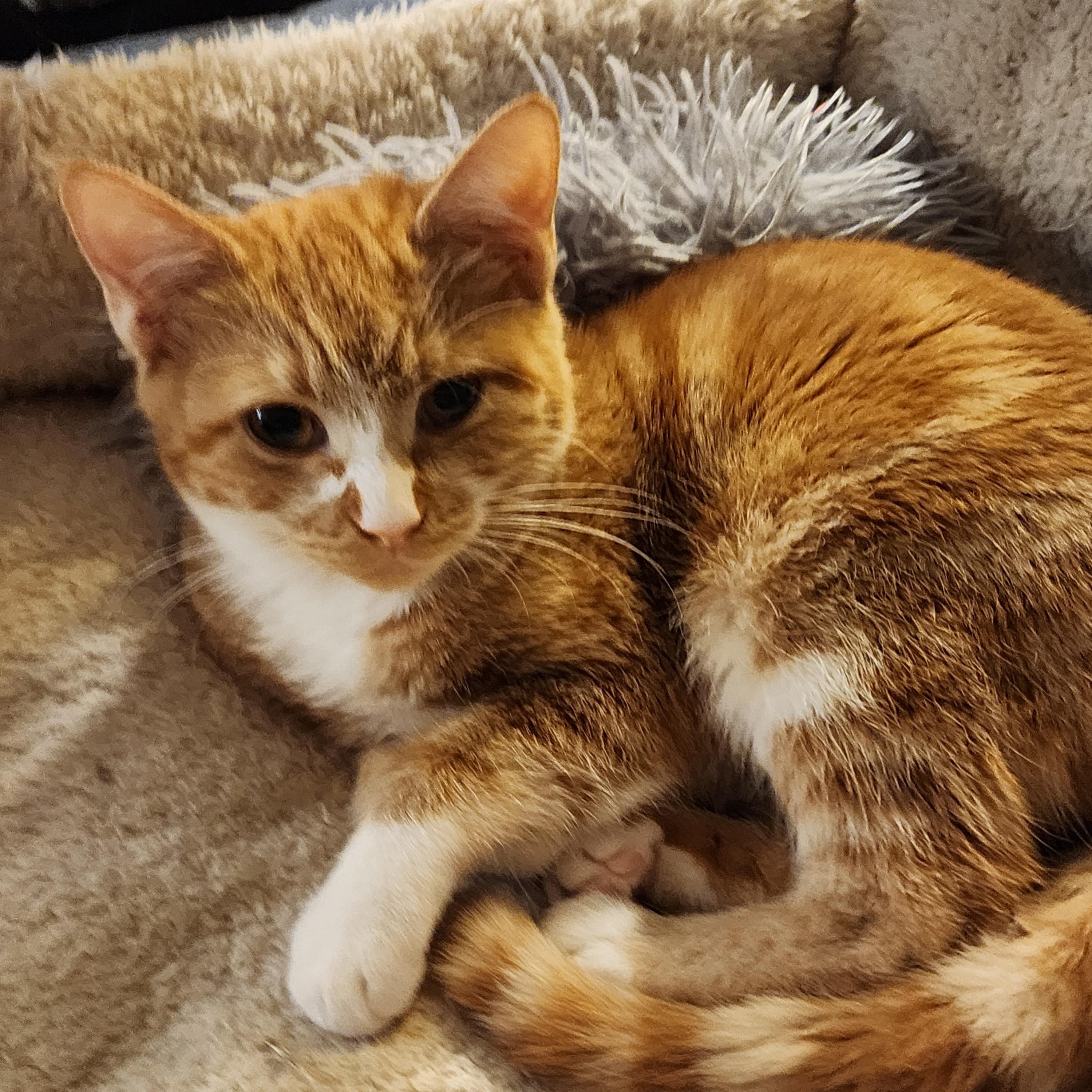 Penny, an adoptable Domestic Short Hair in Lacey, WA image 4/4