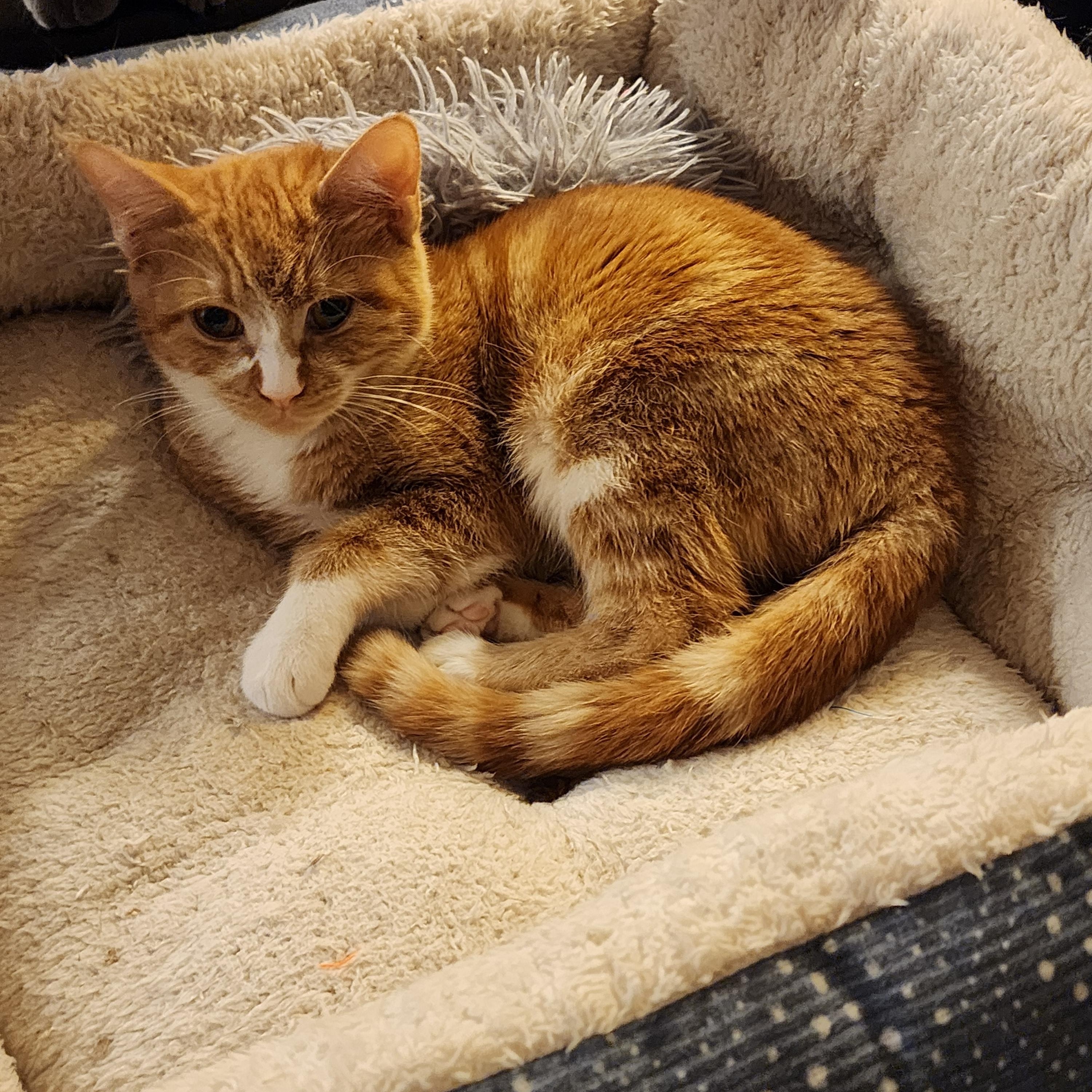 Penny, an adoptable Domestic Short Hair in Lacey, WA image 3/4