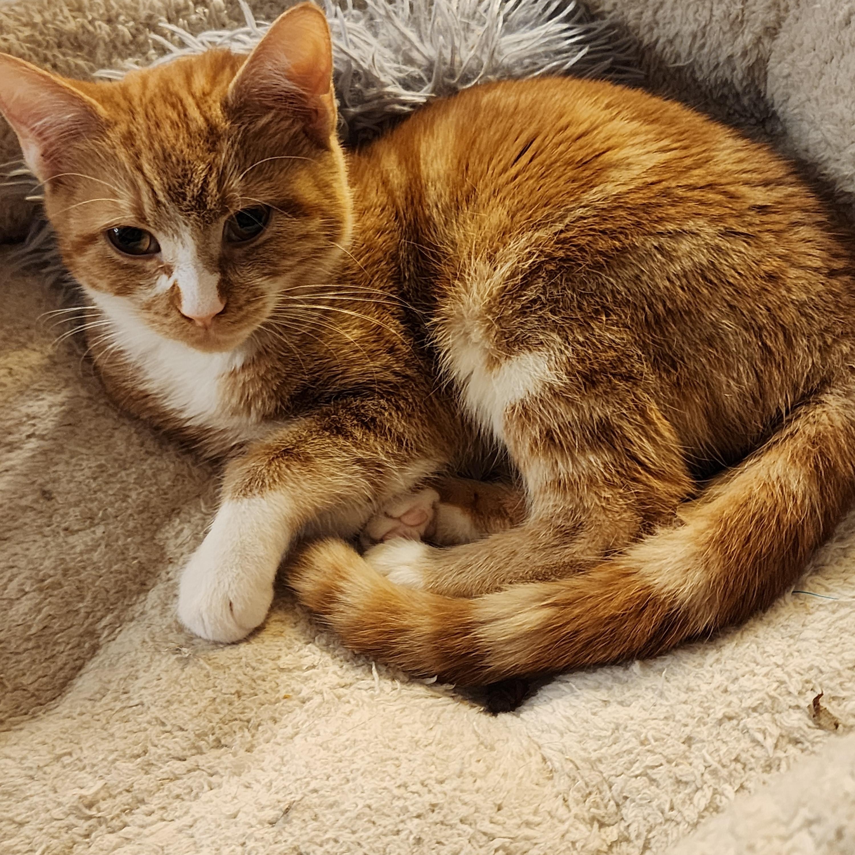 Penny, an adoptable Domestic Short Hair in Lacey, WA image 2/4