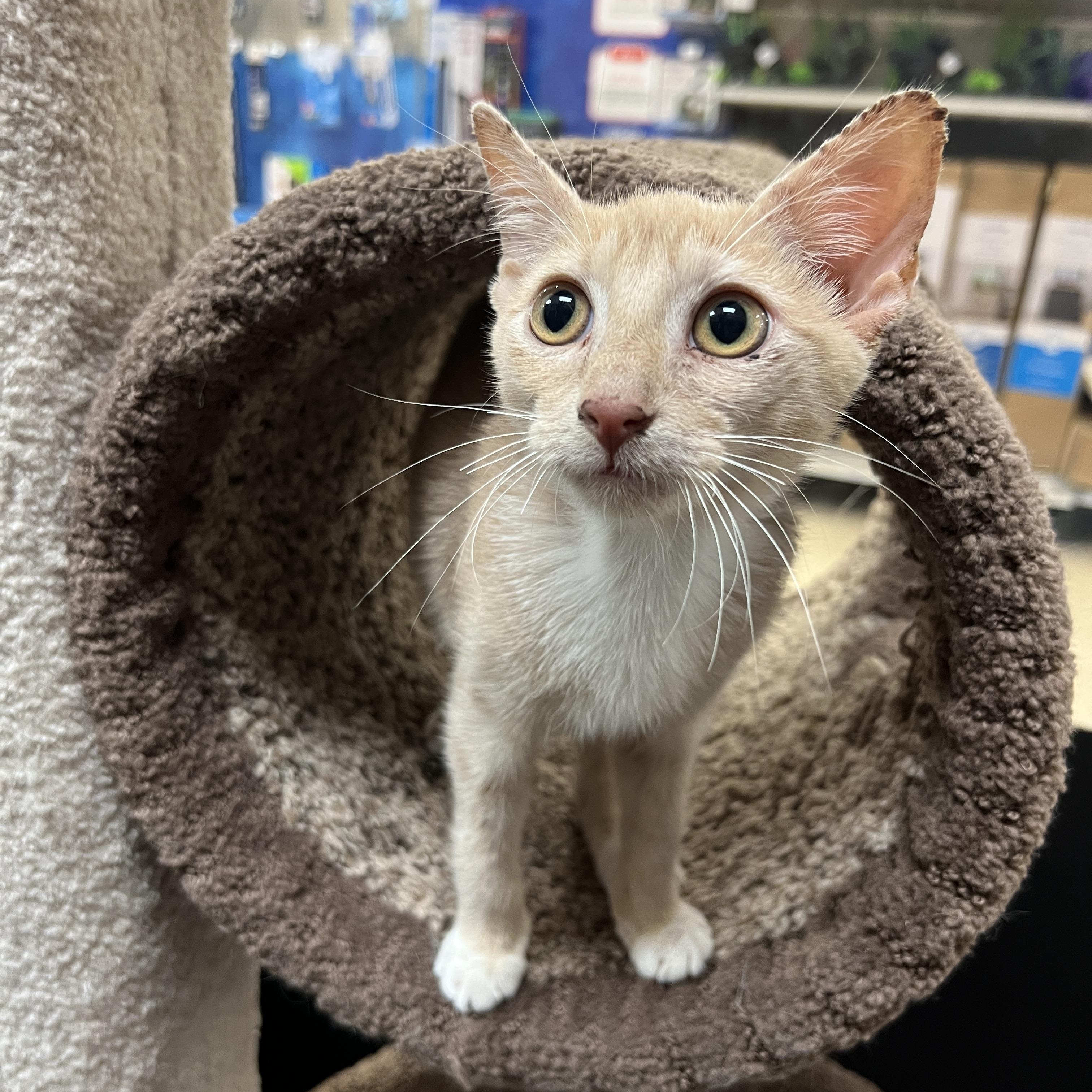 Shortstop, Adoptable, Kitten Male Manx.