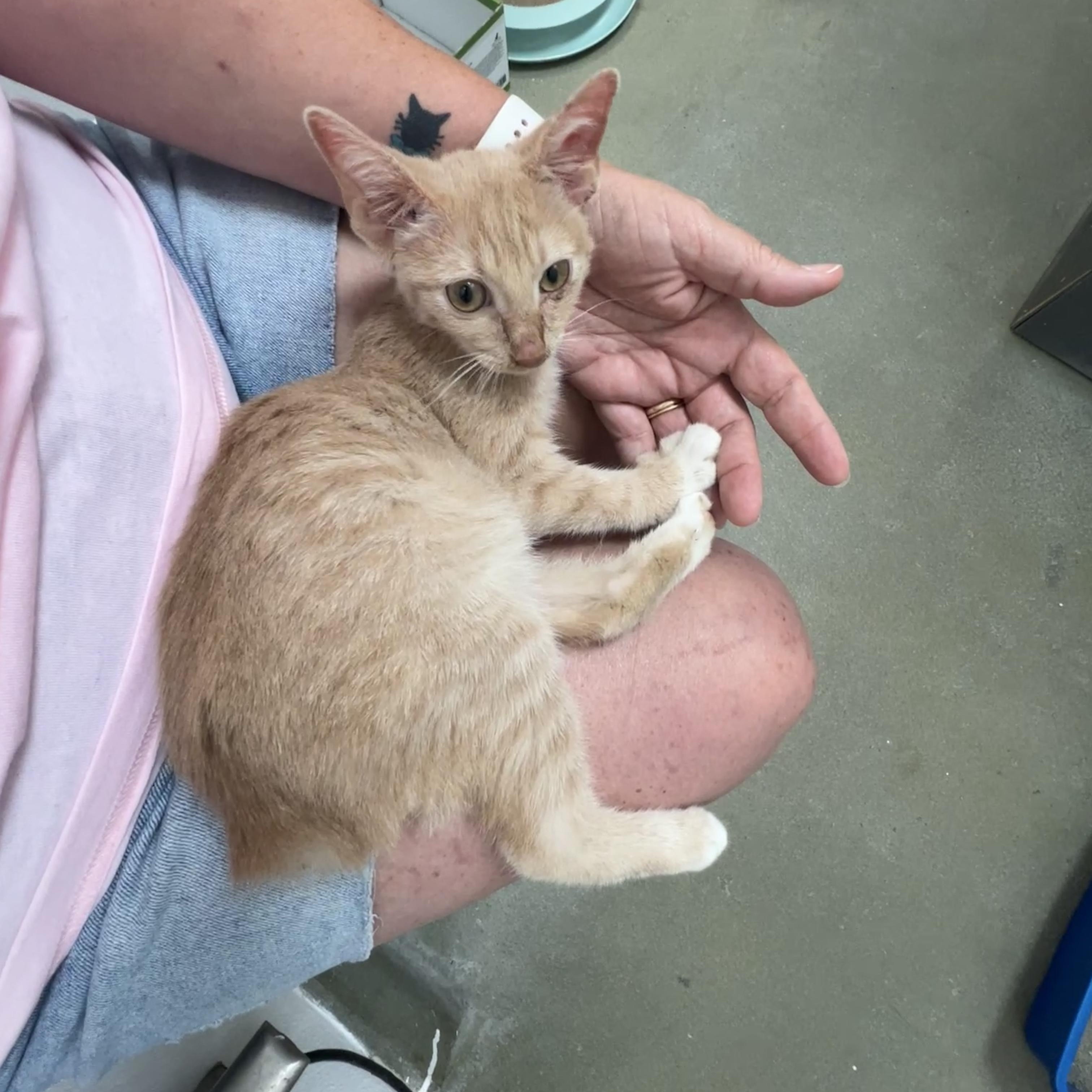 Enlarge Shortstop, a Adoptable mixed breed in Bradenton, FL image 3/4