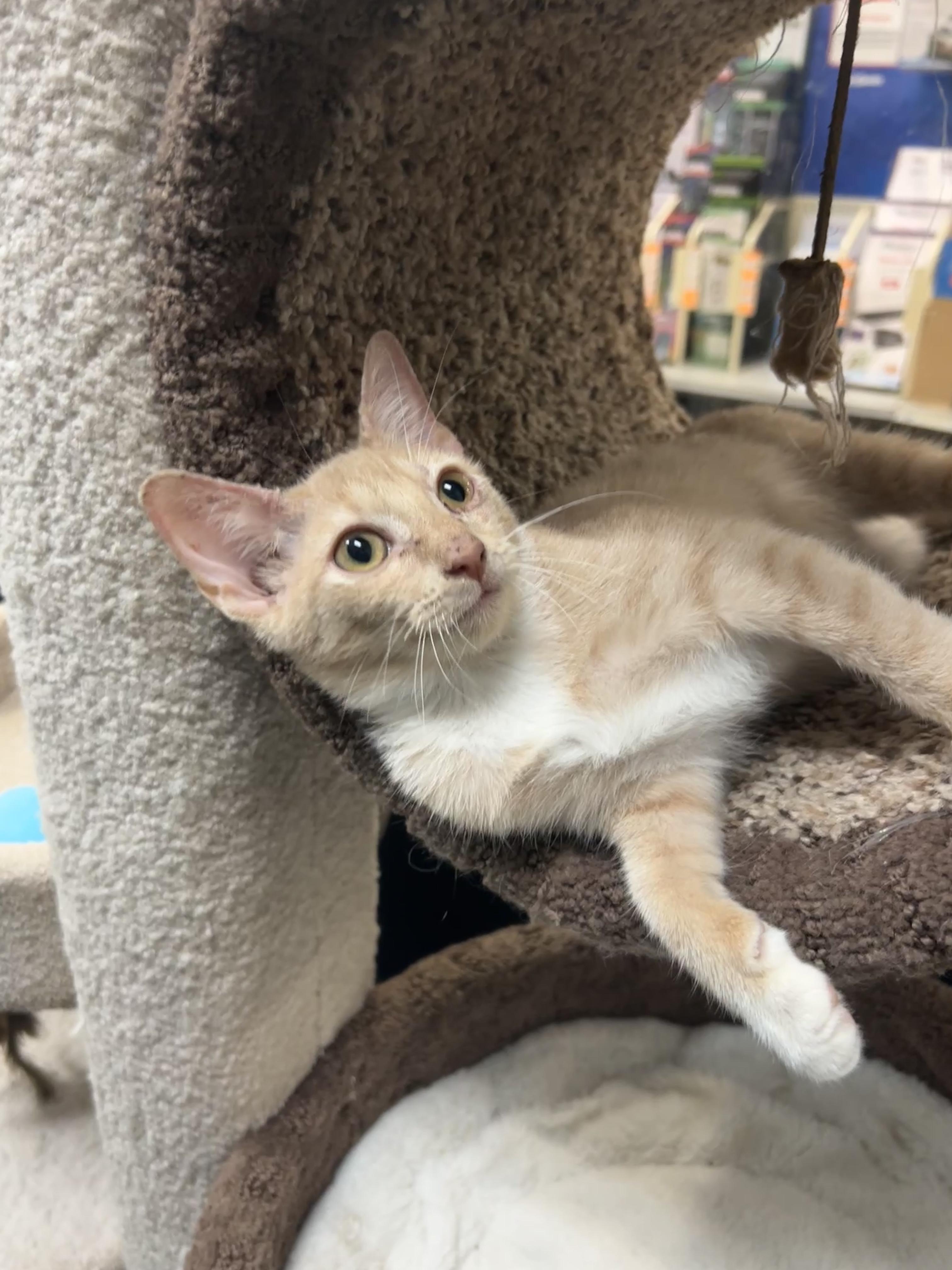 Enlarge Shortstop, a Adoptable mixed breed in Bradenton, FL image 6/6