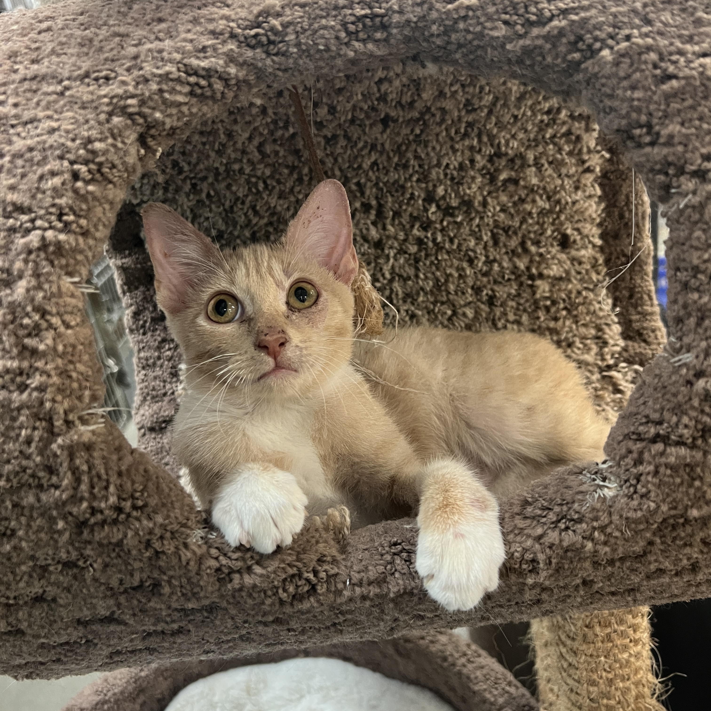 Shortstop, Adoptable, Kitten Male Manx.