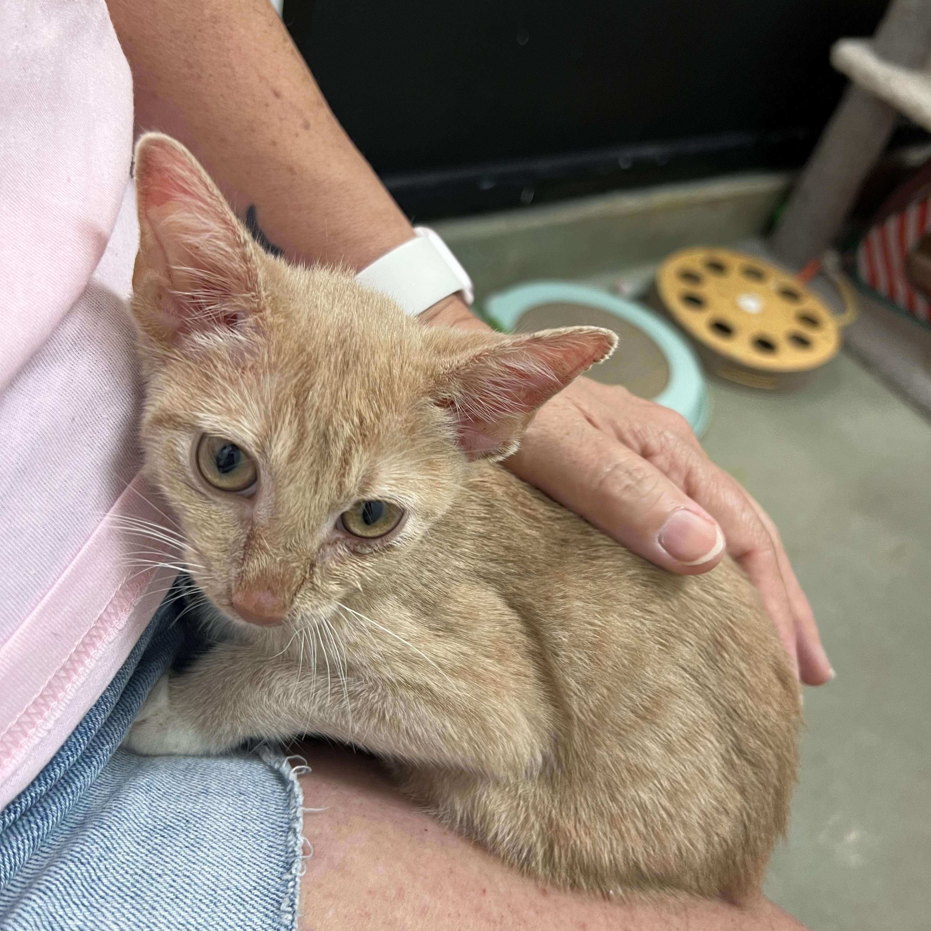 Enlarge Shortstop, a Adoptable mixed breed in Bradenton, FL image 4/4