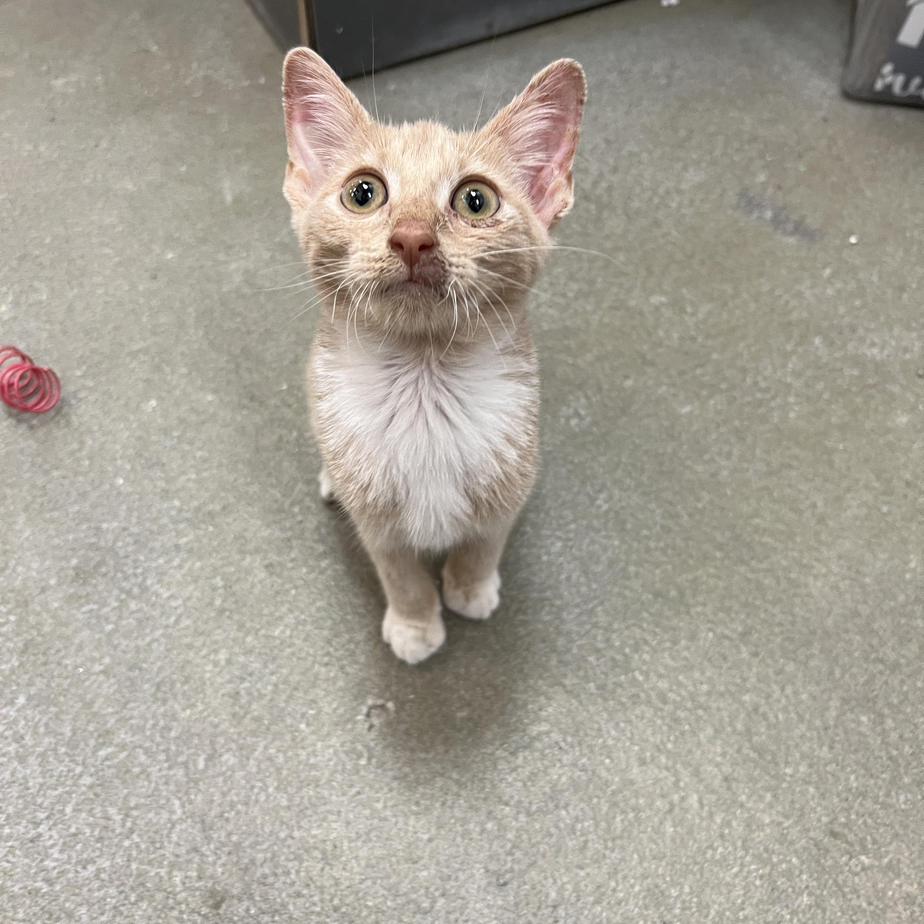 Enlarge Shortstop, a Adoptable mixed breed in Bradenton, FL image 1/4