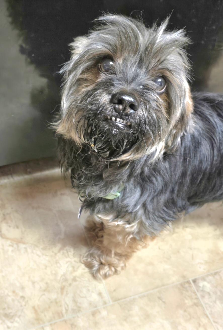 Tebow, a ADOPTABLE mixed breed in Jamestown, ND image 5/6