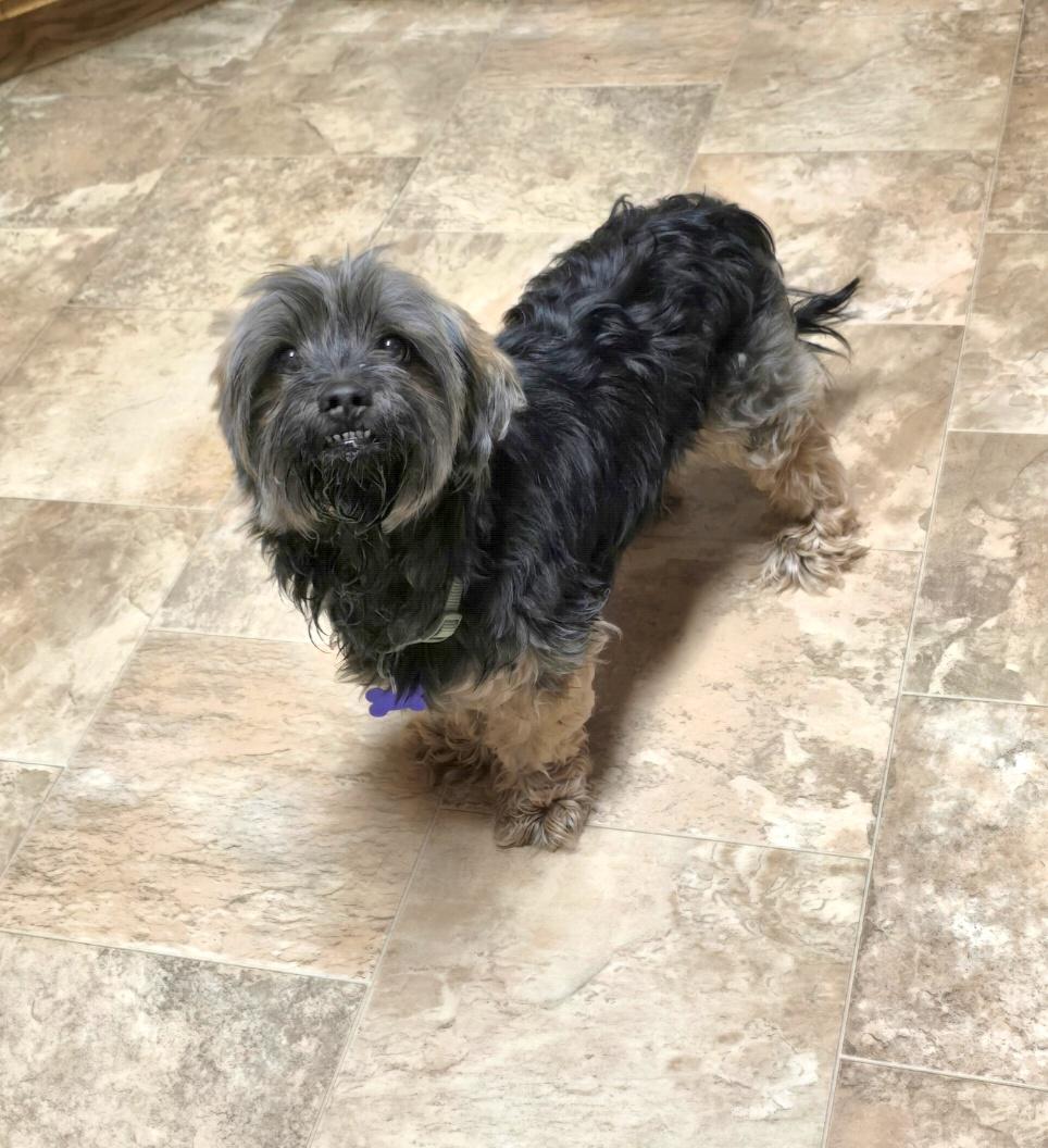 Tebow, a ADOPTABLE mixed breed in Jamestown, ND image 6/6