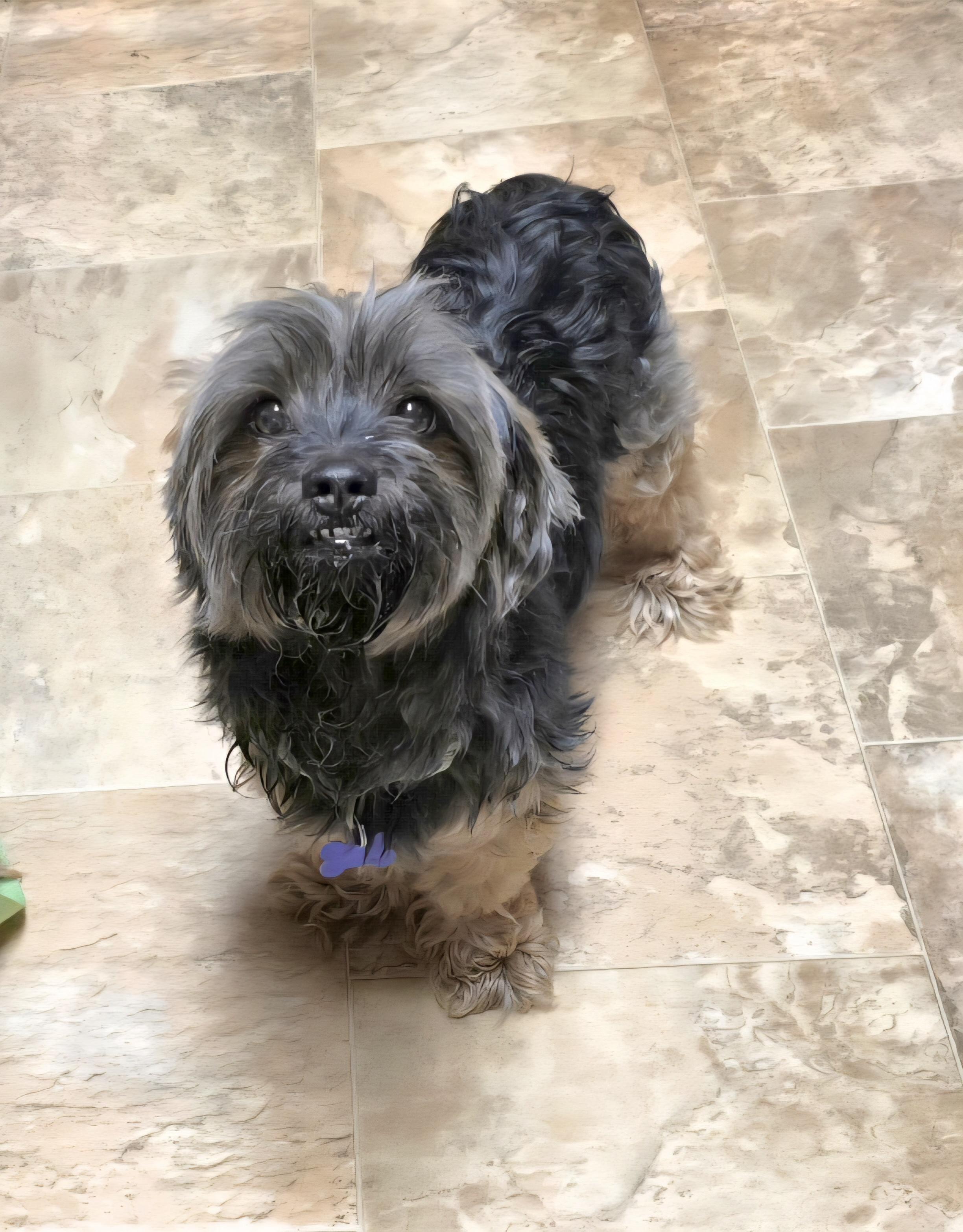 Tebow, a ADOPTABLE mixed breed in Jamestown, ND image 2/6