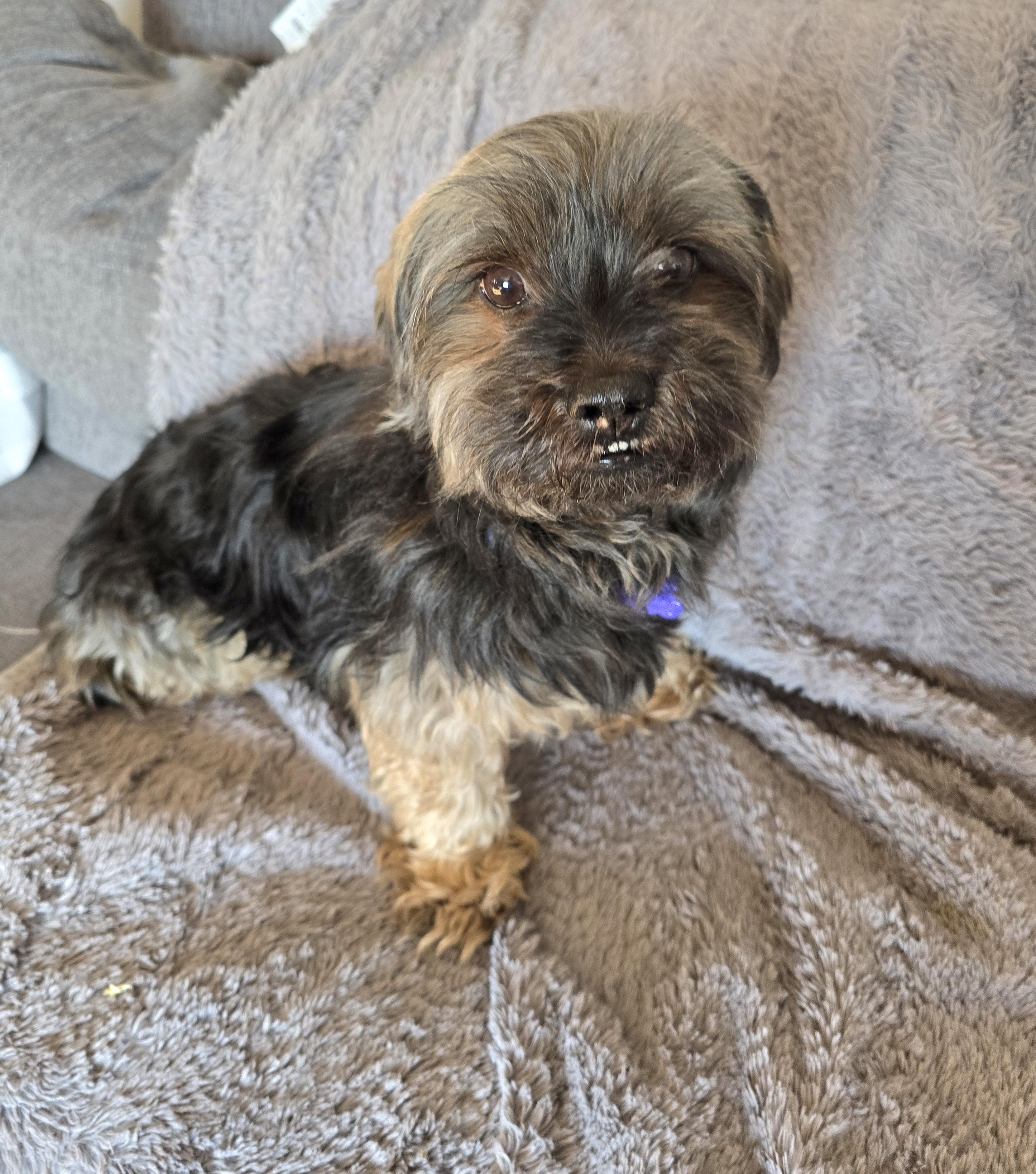 Tebow, a ADOPTABLE mixed breed in Jamestown, ND image 3/6