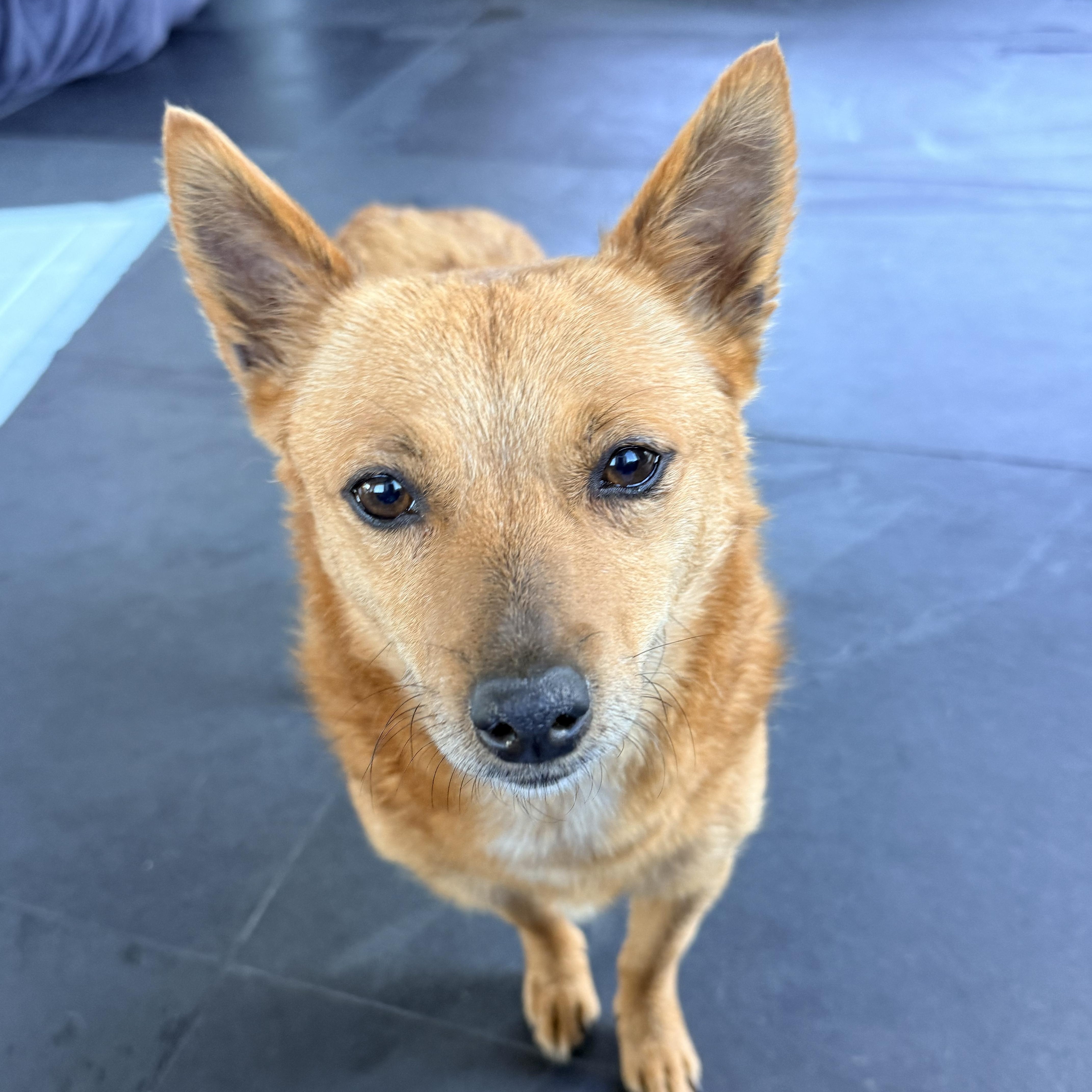 Enlarge CHARLIE, a ADOPTABLE mixed breed in los angeles, CA image 1/6