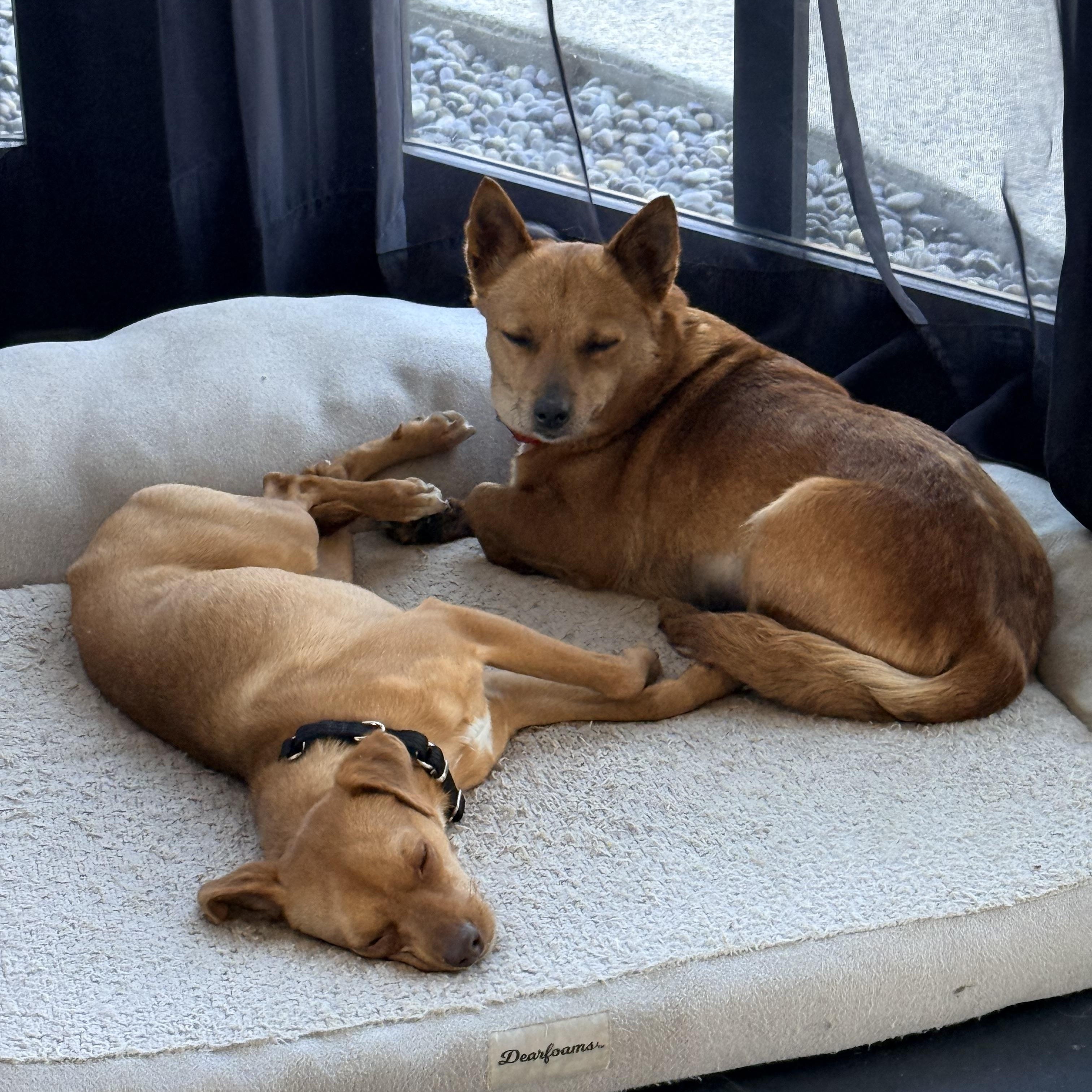 Enlarge CHARLIE, a ADOPTABLE mixed breed in los angeles, CA image 4/6