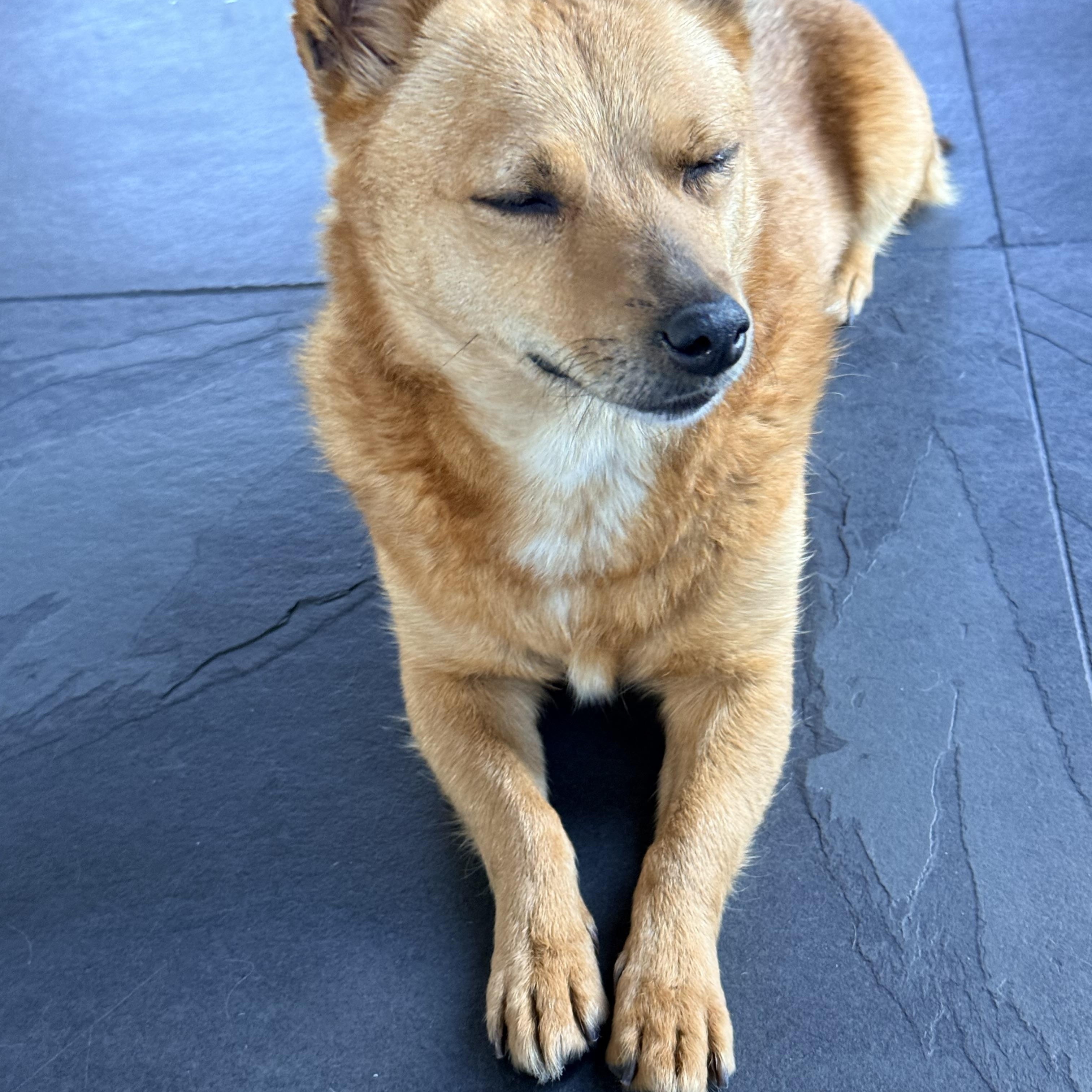 Enlarge CHARLIE, a ADOPTABLE mixed breed in los angeles, CA image 3/6