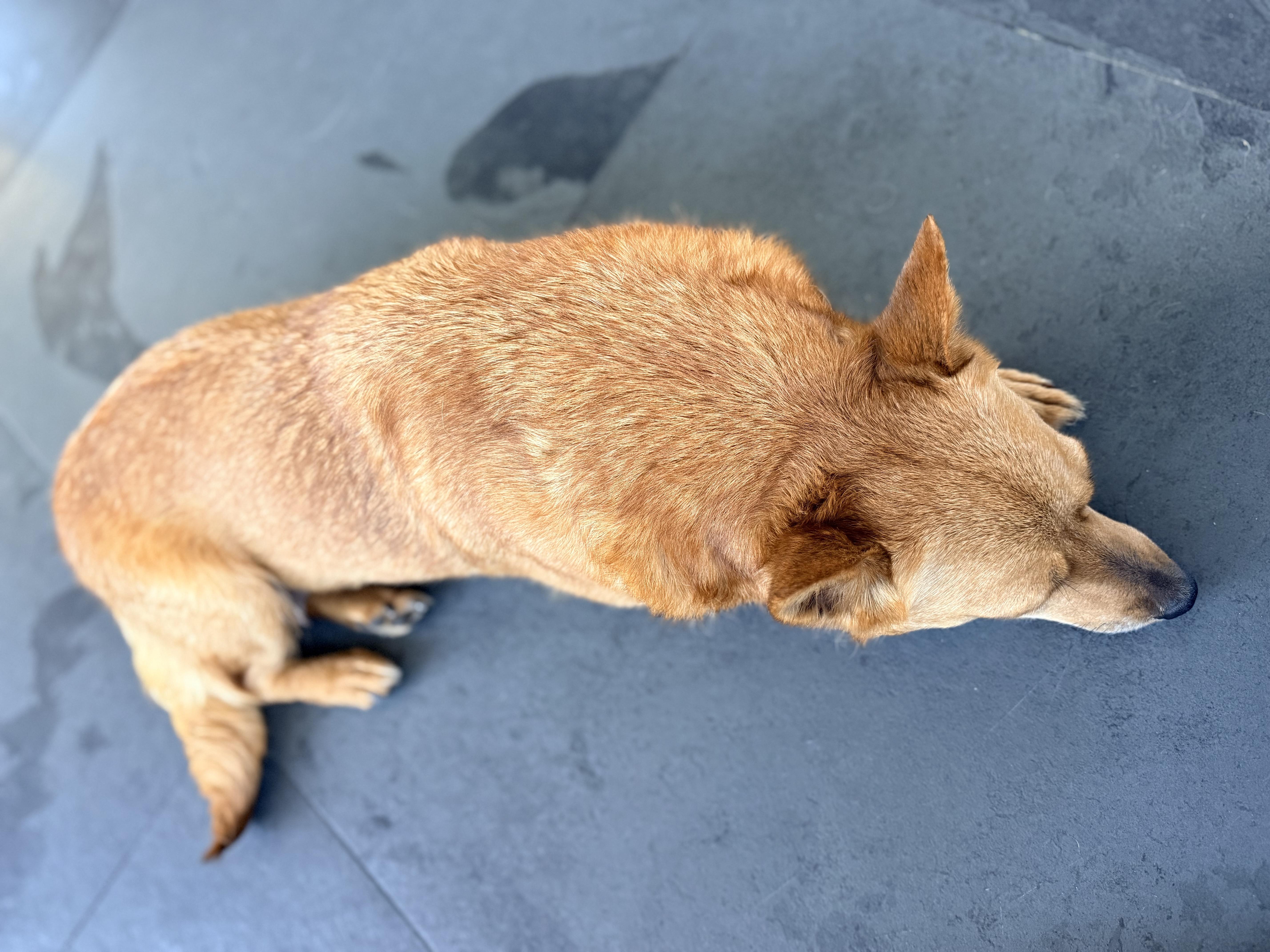 Enlarge CHARLIE, a ADOPTABLE mixed breed in los angeles, CA image 5/6