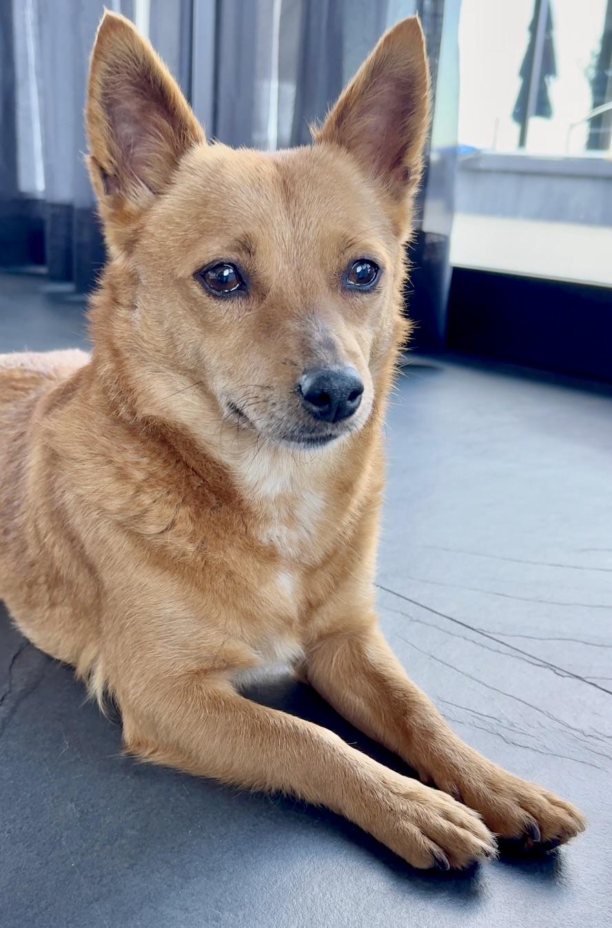 Enlarge CHARLIE, a ADOPTABLE mixed breed in los angeles, CA image 2/6