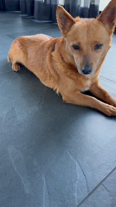 Enlarge CHARLIE, a ADOPTABLE mixed breed in los angeles, CA video 6/6